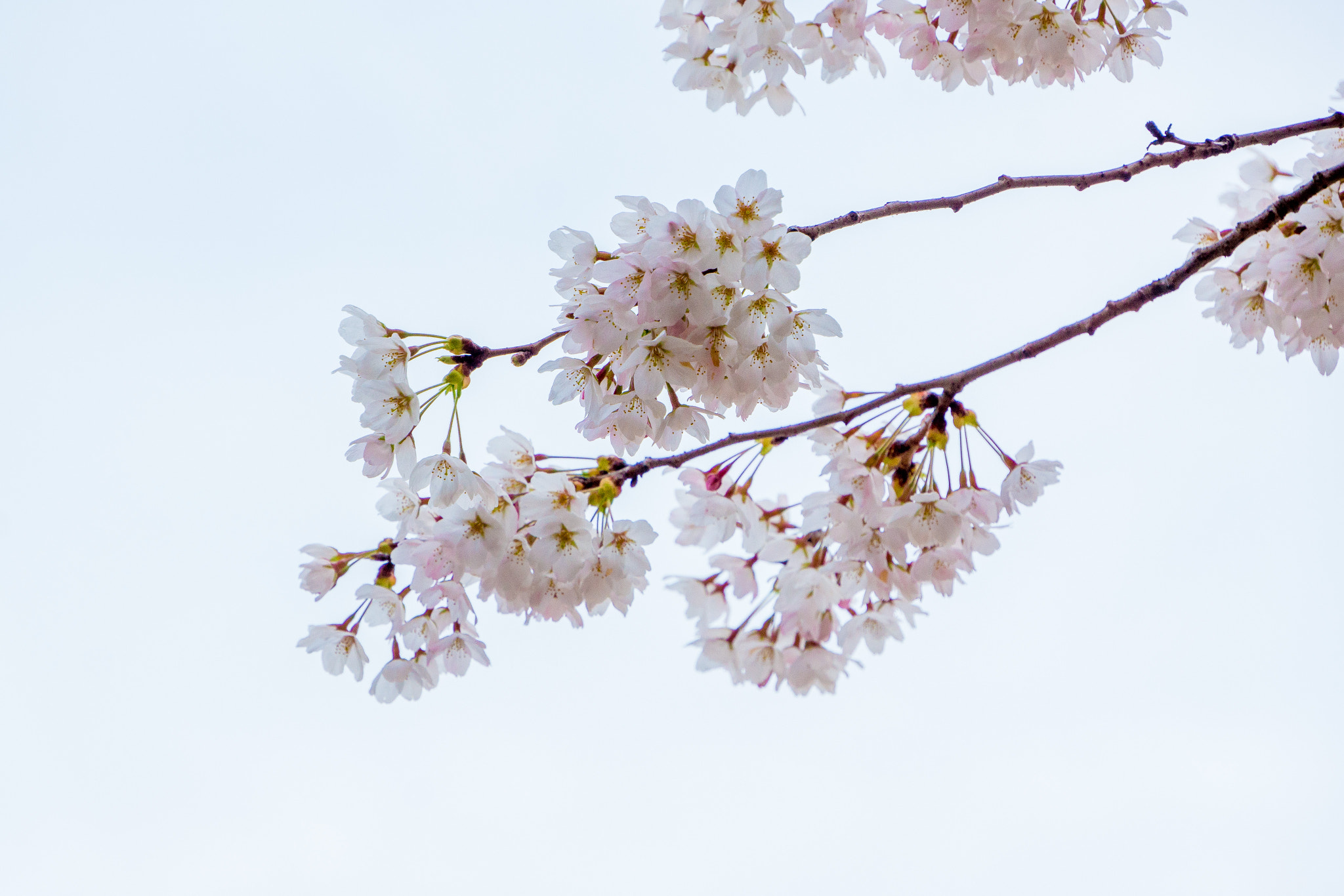 Sony E 18-200mm F3.5-6.3 OSS sample photo. Cherry blossom at uw photography