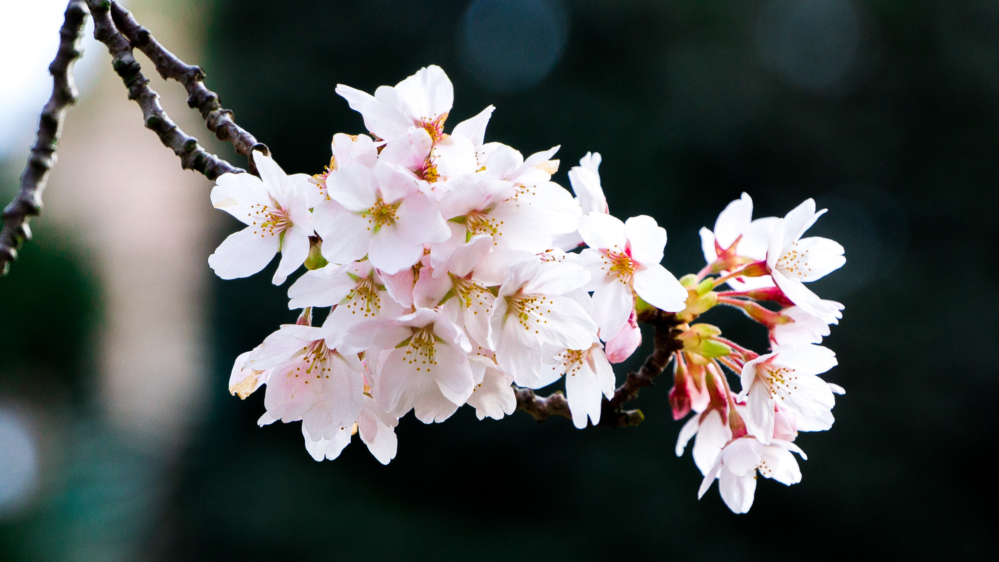 Sony E 18-200mm F3.5-6.3 OSS sample photo. Cherry blossom at uw photography