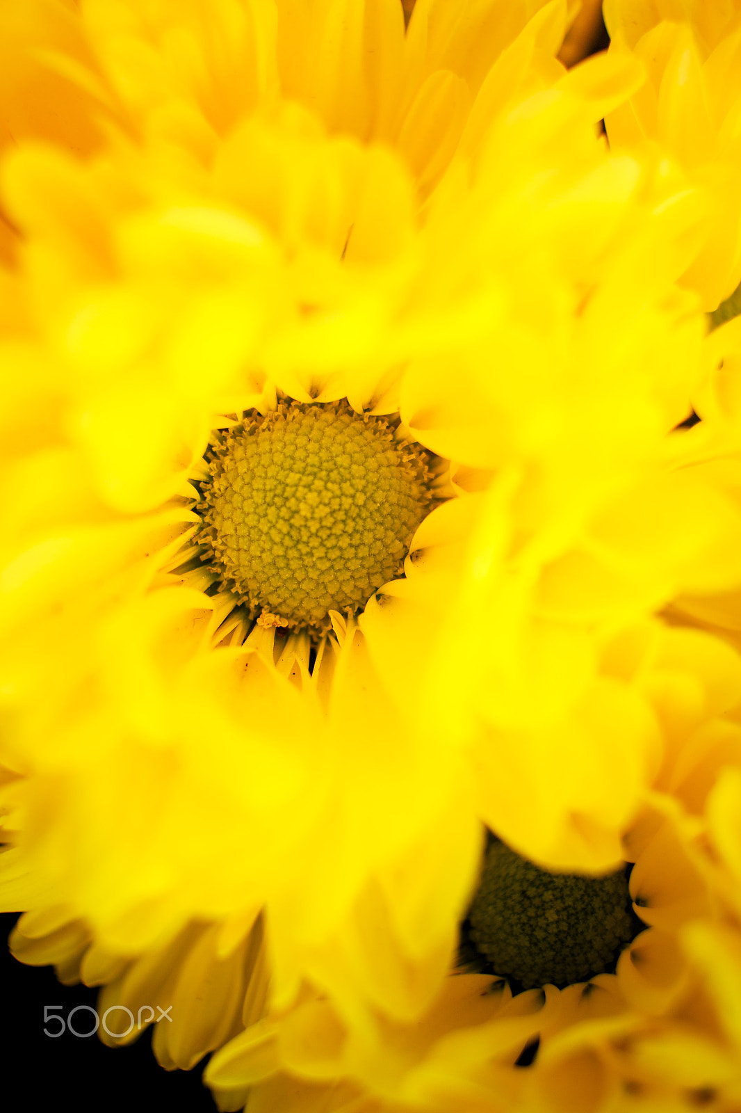 Canon EF-S 24mm F2.8 STM sample photo. Yellow photography