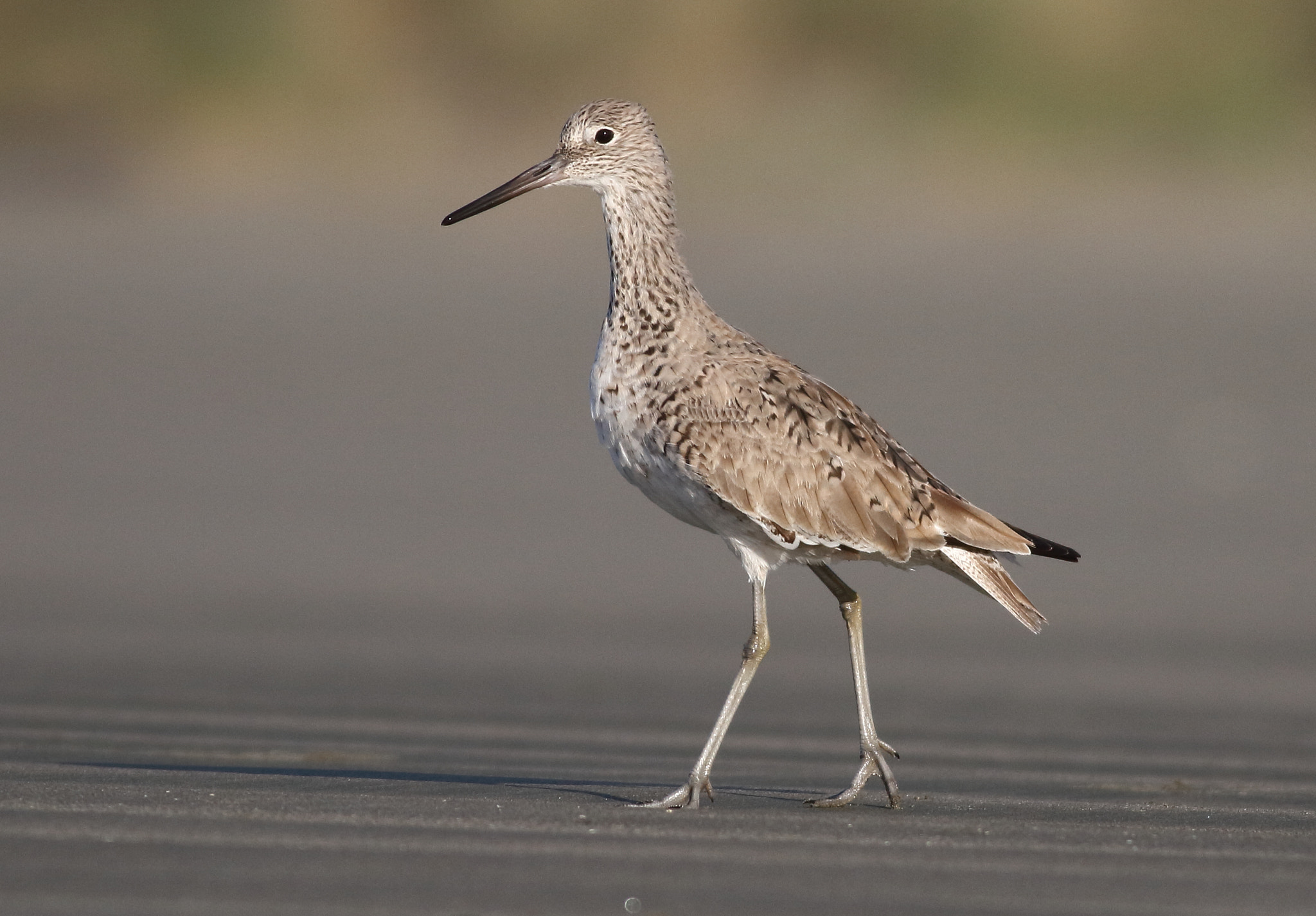 Canon EOS 7D + Canon EF 400mm F5.6L USM sample photo. Willet photography