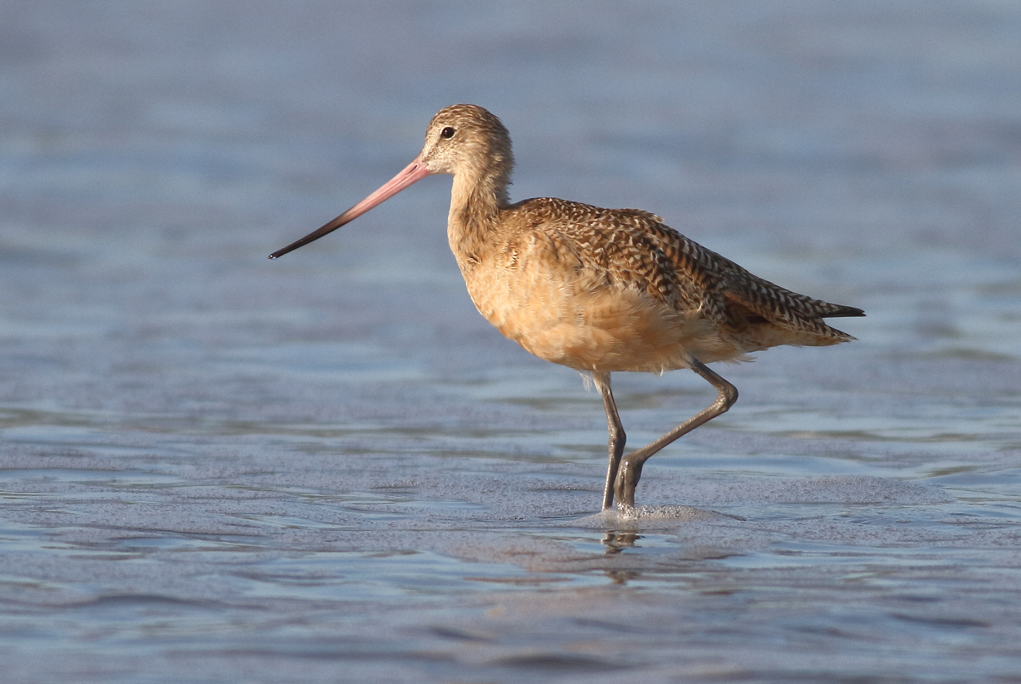 Canon EOS 7D + Canon EF 400mm F5.6L USM sample photo. Marbled godwit photography