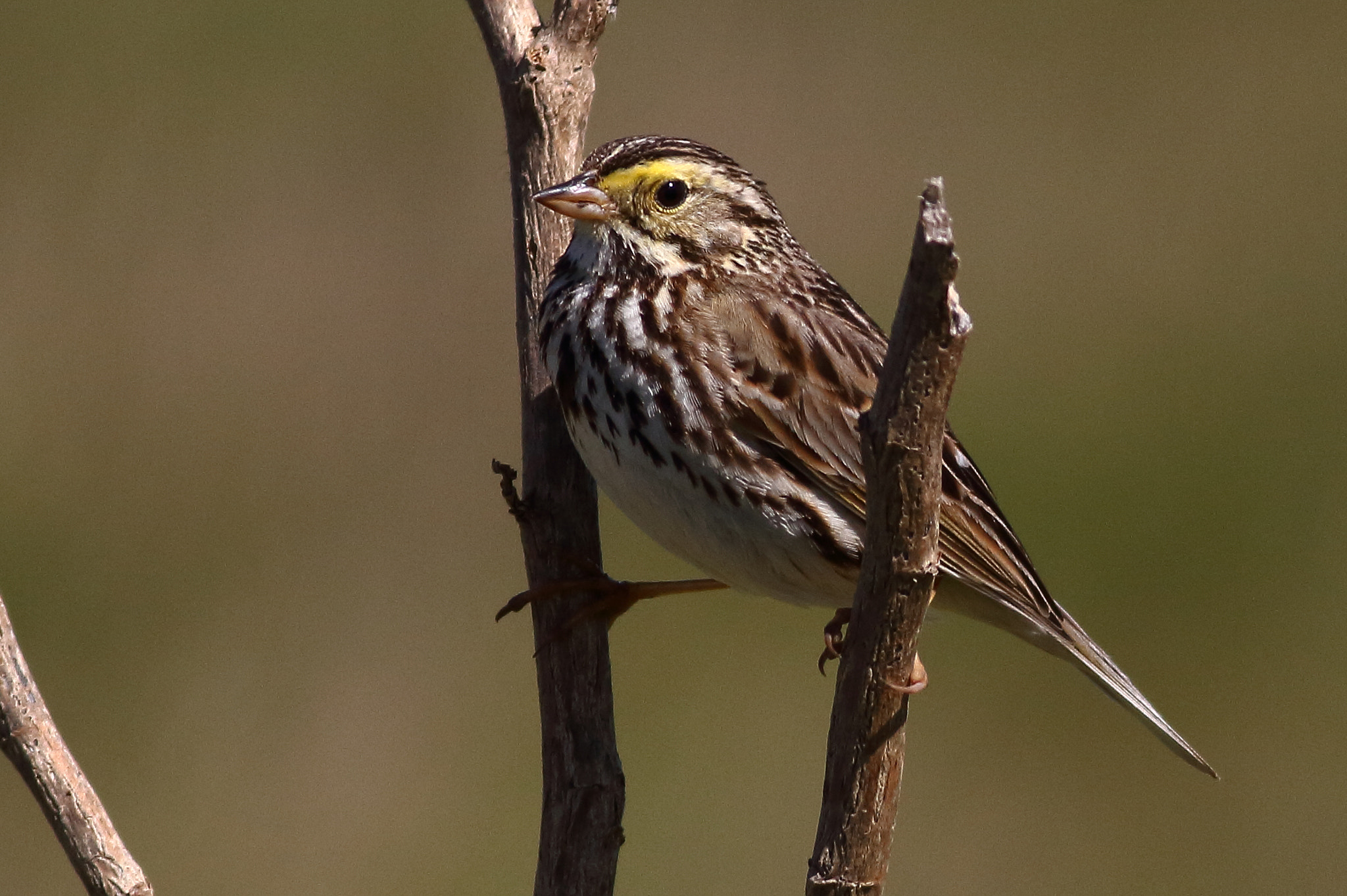 Canon EOS 7D + Canon EF 400mm F5.6L USM sample photo. Savanna sparrow photography