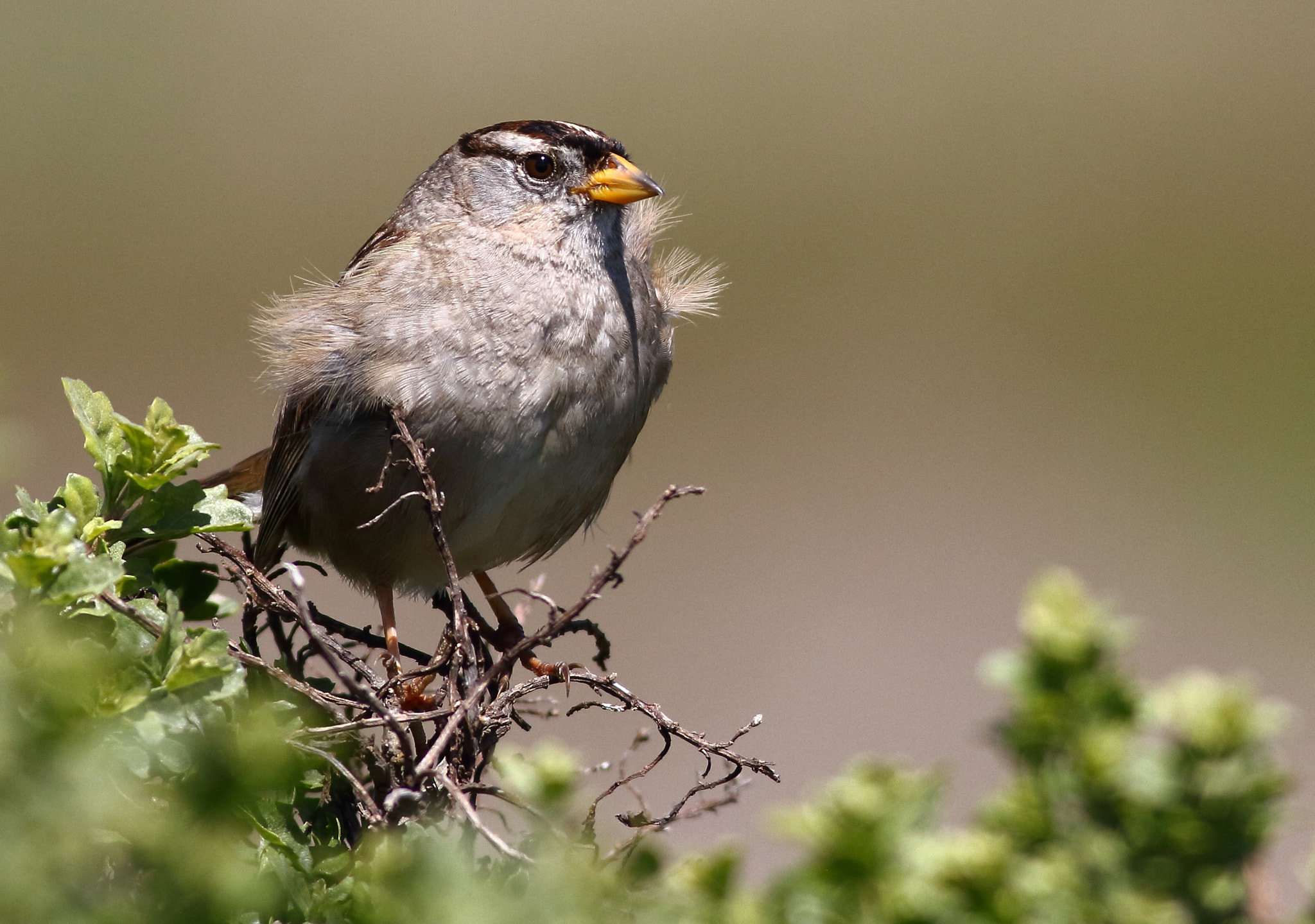 Canon EOS 7D + Canon EF 400mm F5.6L USM sample photo. White-crowned sparrow photography