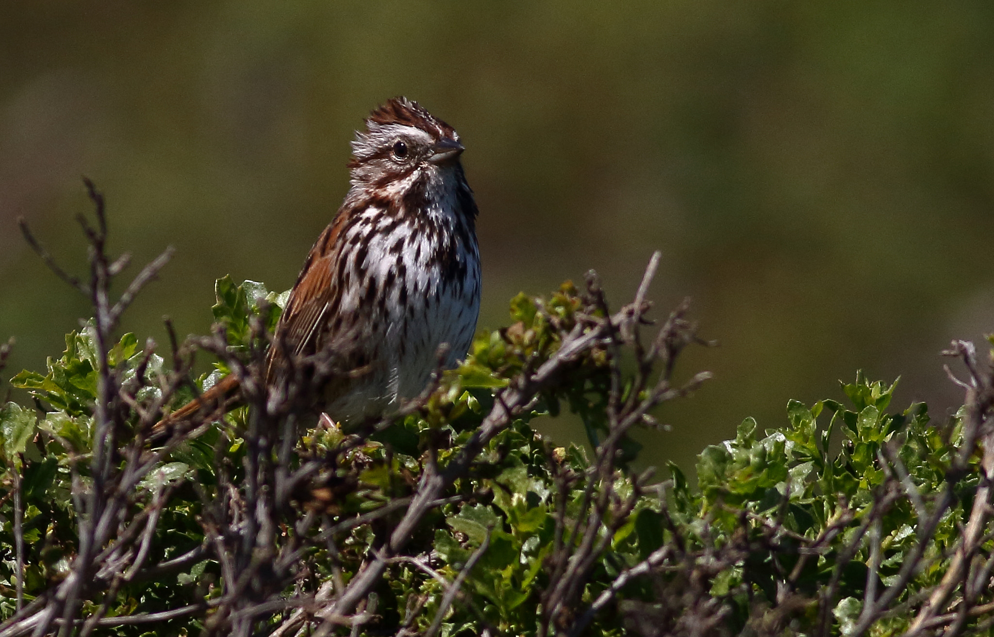 Canon EOS 7D + Canon EF 400mm F5.6L USM sample photo. Song sparrow photography