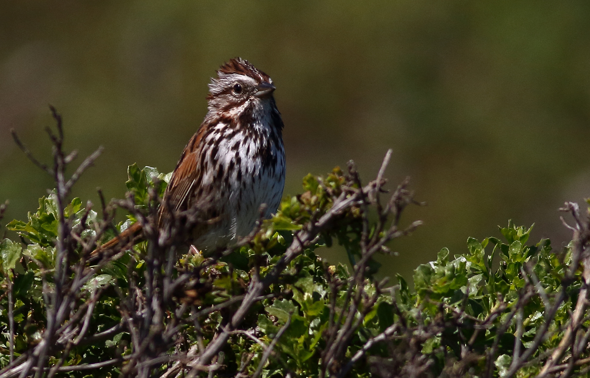 Canon EOS 7D sample photo. Song sparrow photography