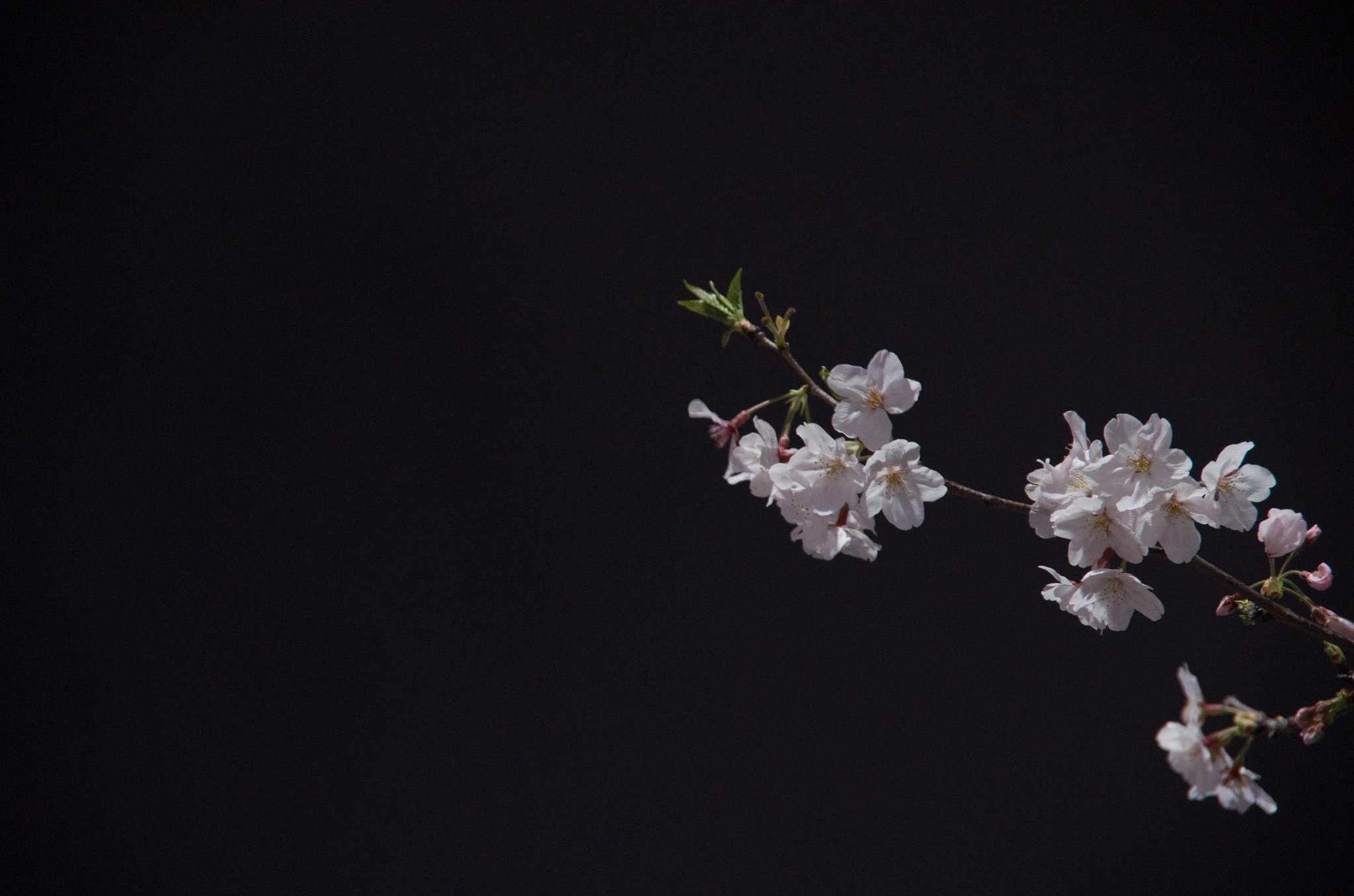 Pentax K-50 sample photo. Sakura photography