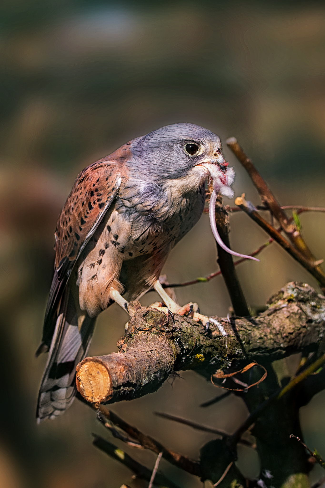 150-600mm F5-6.3 DG OS HSM | Contemporary 015 sample photo. Lunch time... photography