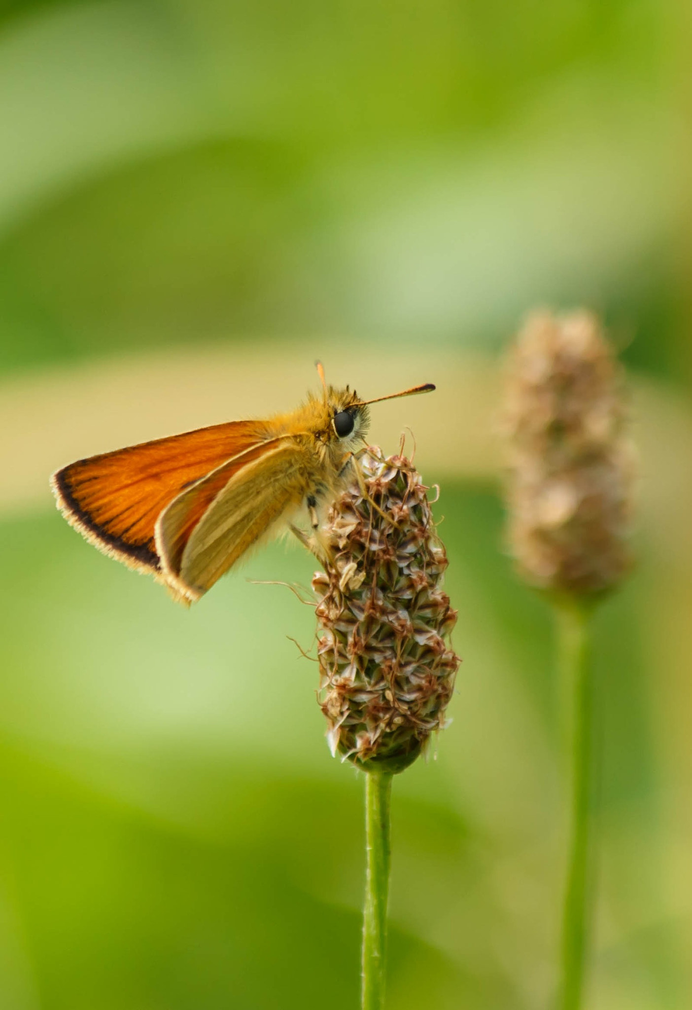 Canon EF 70-300mm F4-5.6 IS USM sample photo. Butterfly photography