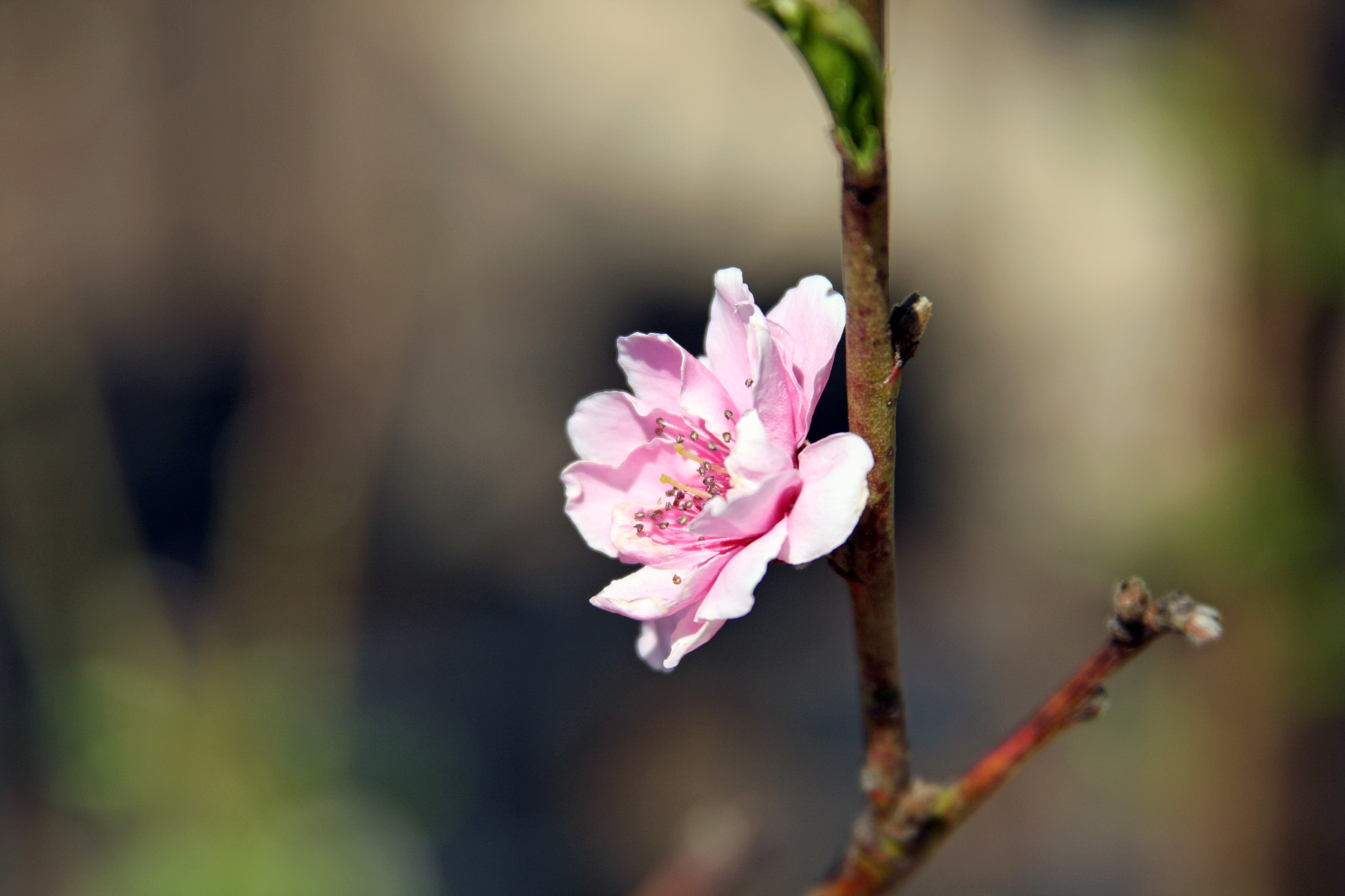Canon EF 28-135mm F3.5-5.6 IS USM sample photo. 3/8 photography