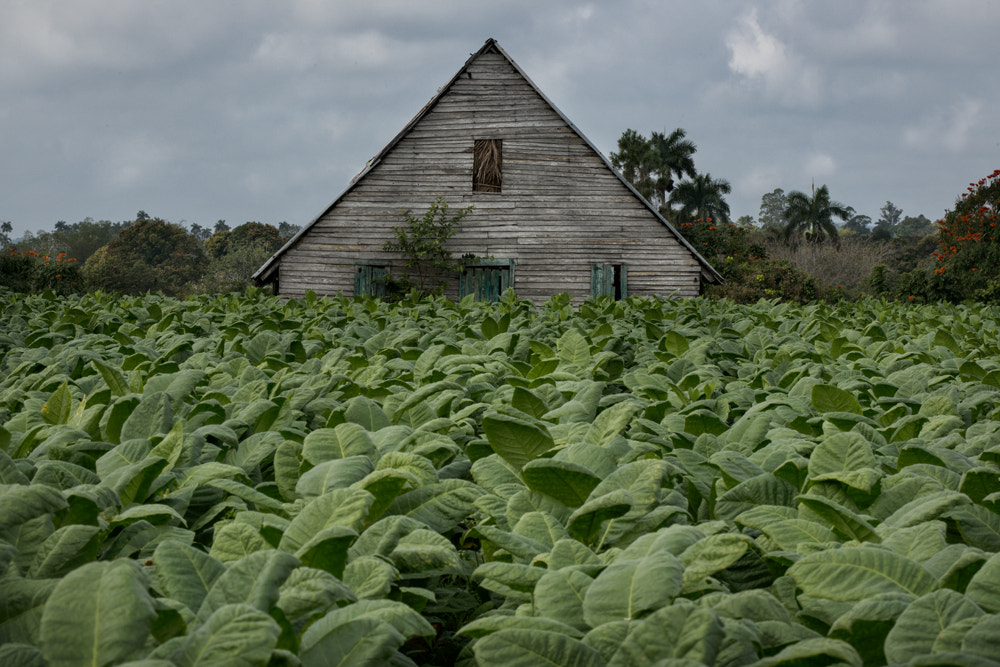 Nikon D800 sample photo. Tobacco farm photography