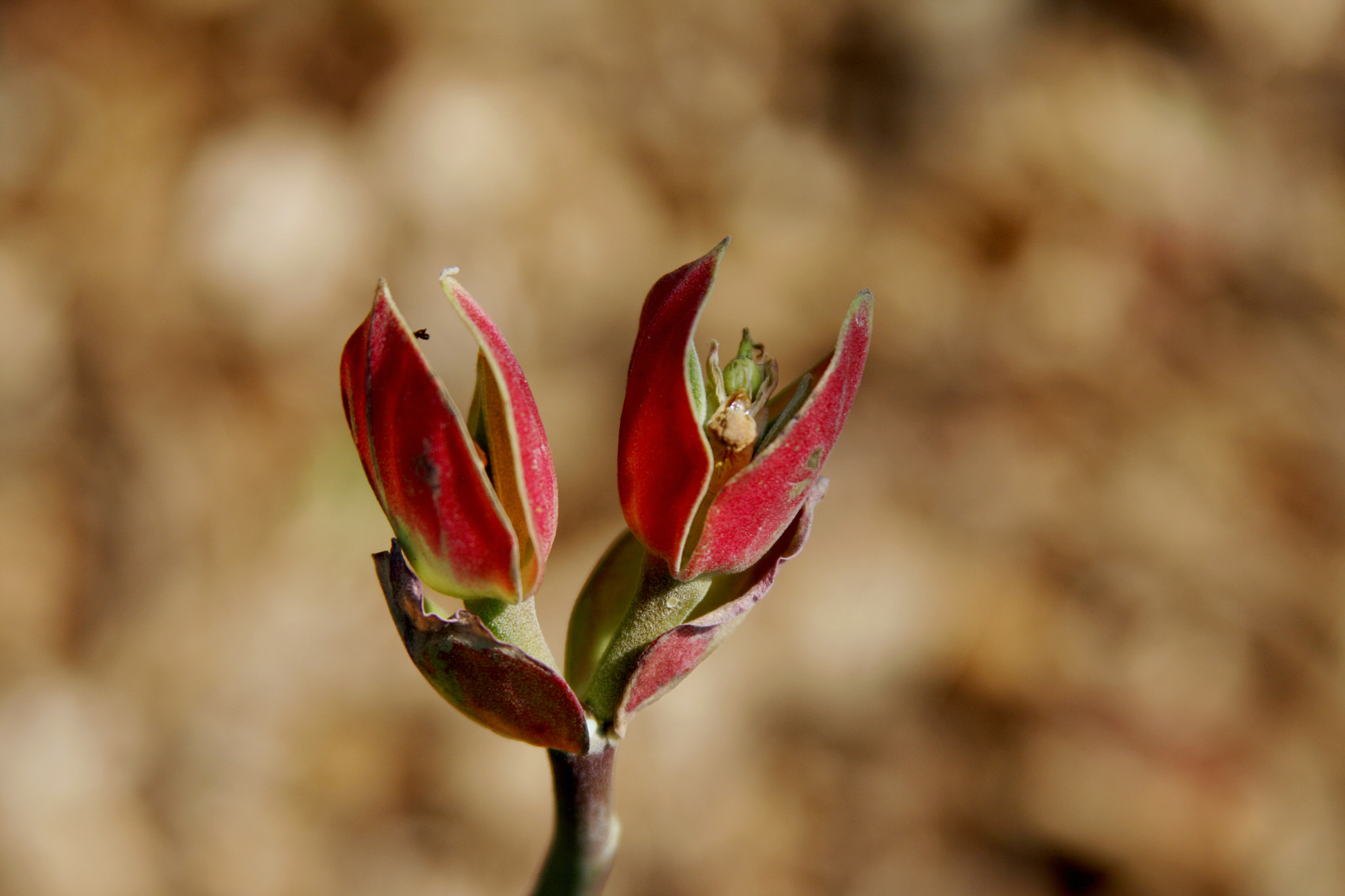 Canon EOS 40D sample photo. 4/8 photography