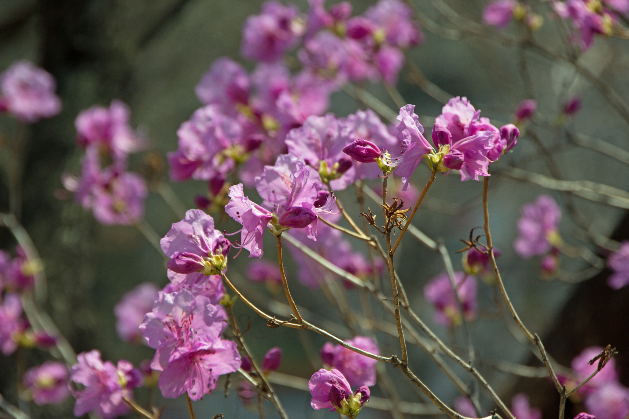 Canon EOS 60D sample photo. Blossom photography
