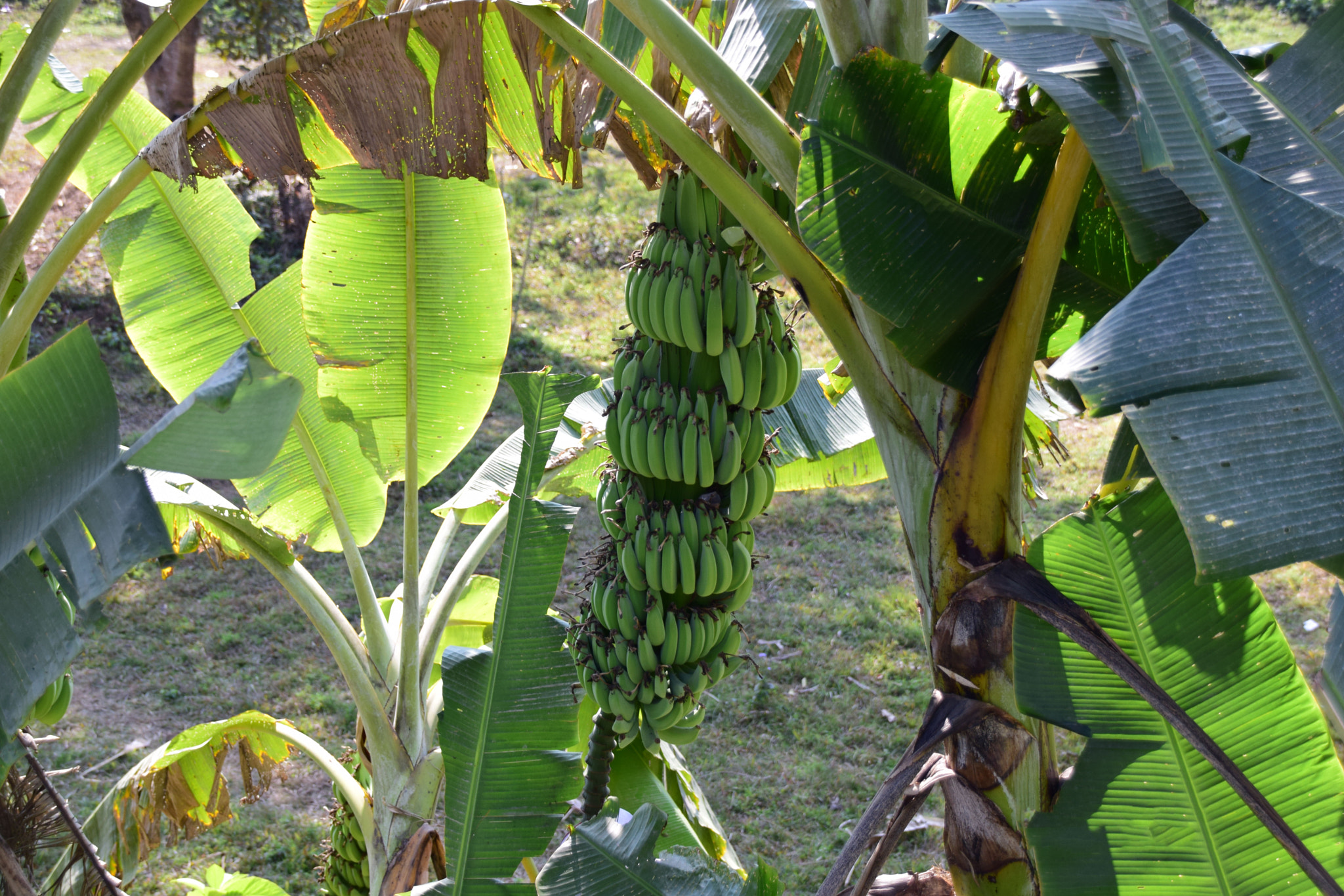 Nikon D5300 + Sigma 18-250mm F3.5-6.3 DC Macro OS HSM sample photo. Bananas on the roadside photography