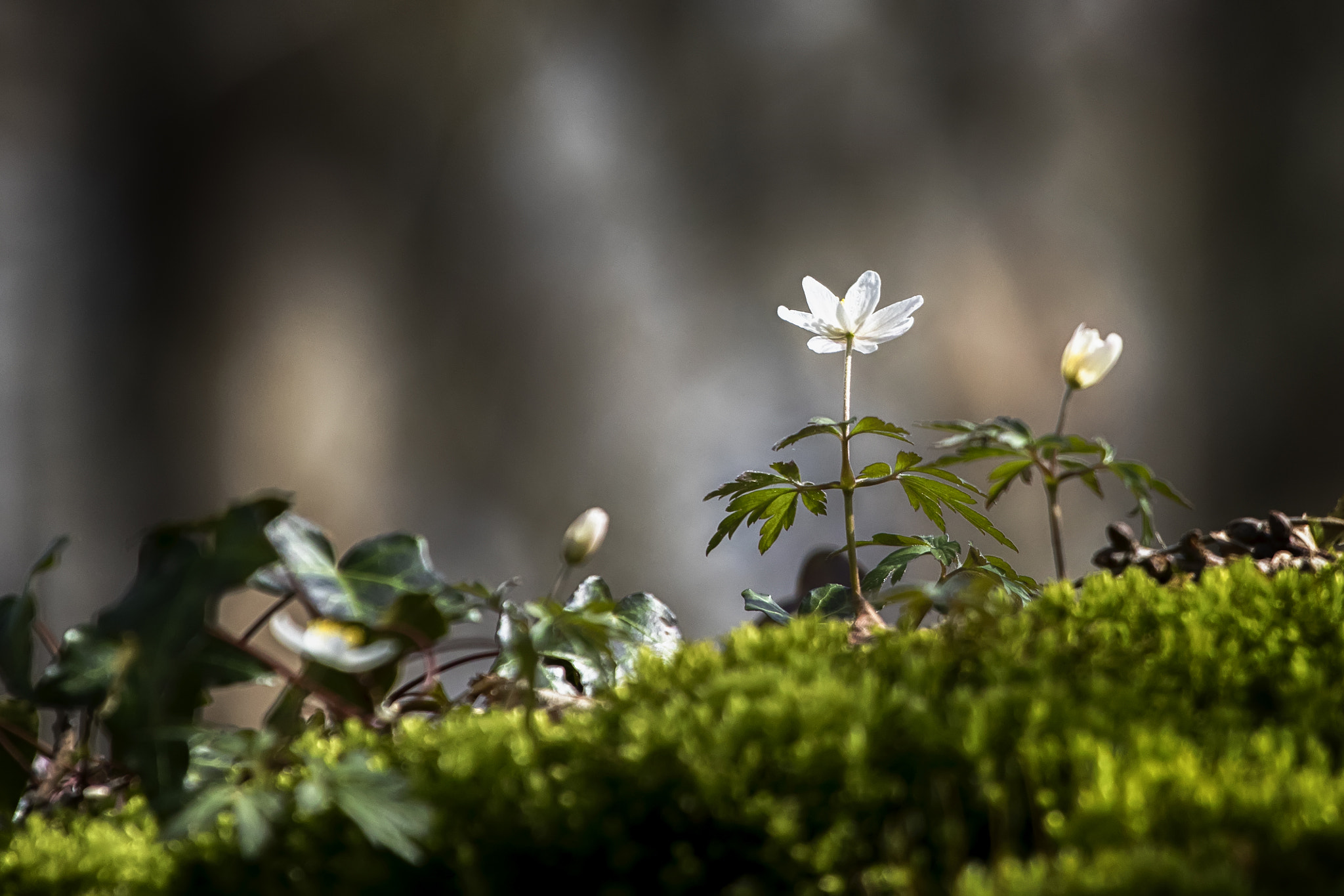 Canon EF 100-400mm F4.5-5.6L IS USM sample photo. Small flower on the mound photography