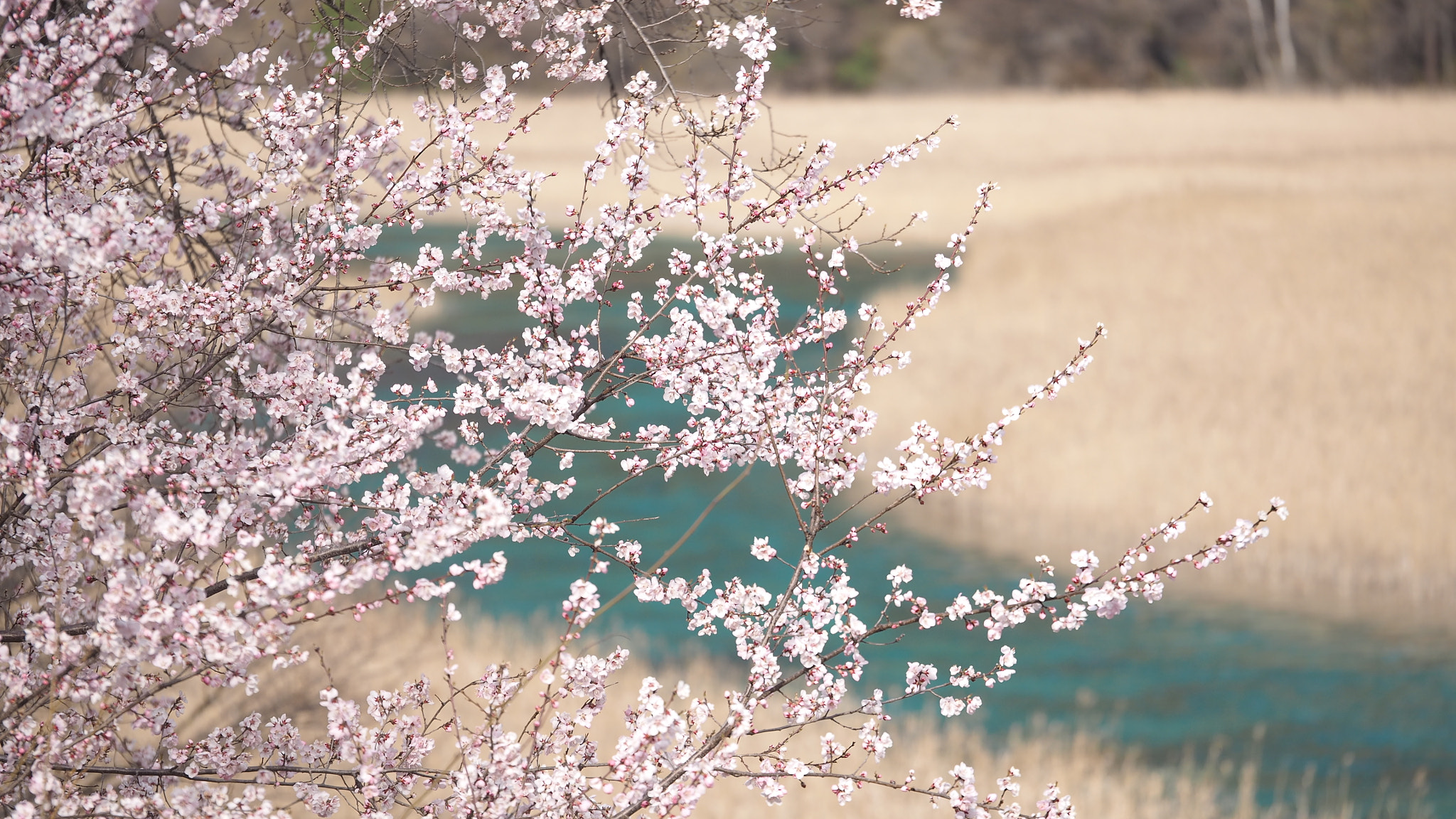 Olympus PEN E-PL7 + Panasonic Lumix G X Vario 35-100mm F2.8 OIS sample photo. 九寨樱花 photography