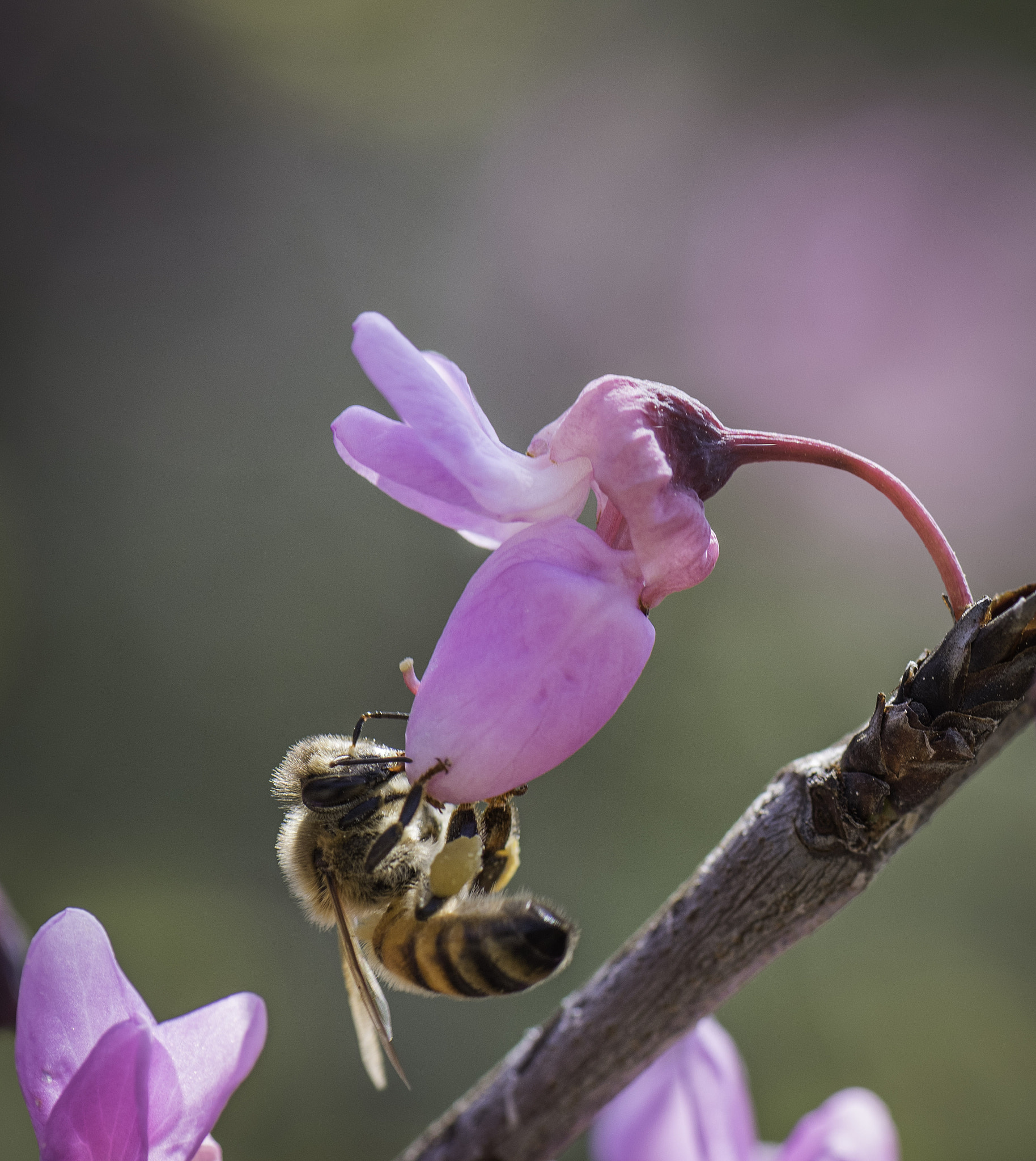 Nikon D810 sample photo. Blossom photography