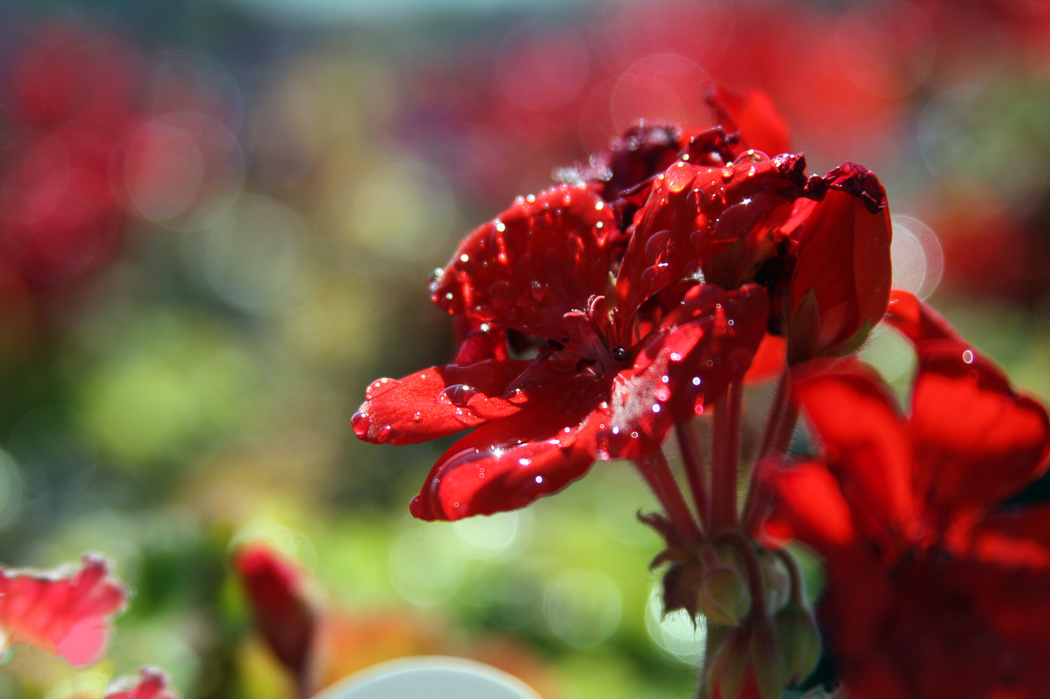 Canon EF 28-135mm F3.5-5.6 IS USM sample photo. 5/8 photography