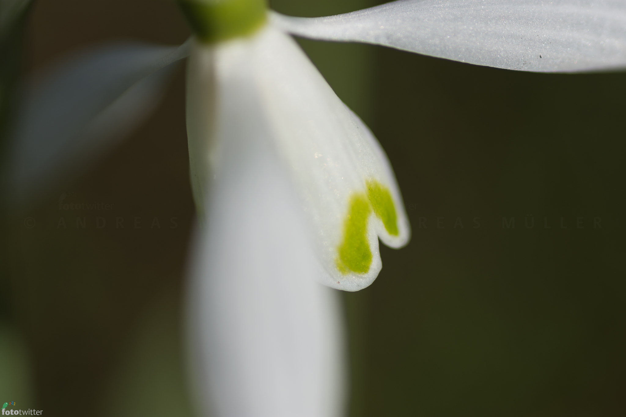 Nikon D7200 sample photo. Spring-stars: detail of a snowdrop photography