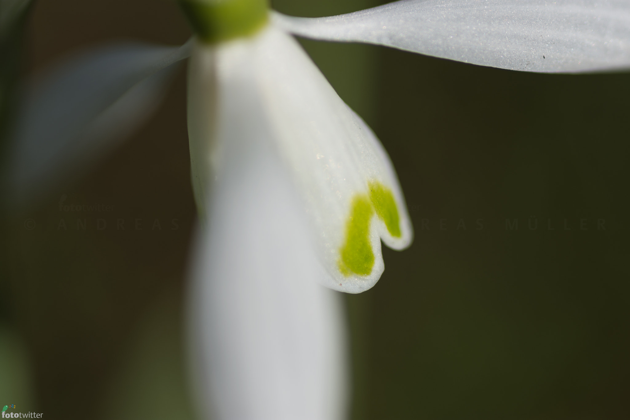 Nikon D7200 + Sigma 105mm F2.8 EX DG Macro sample photo. Spring-stars: detail of a snowdrop photography