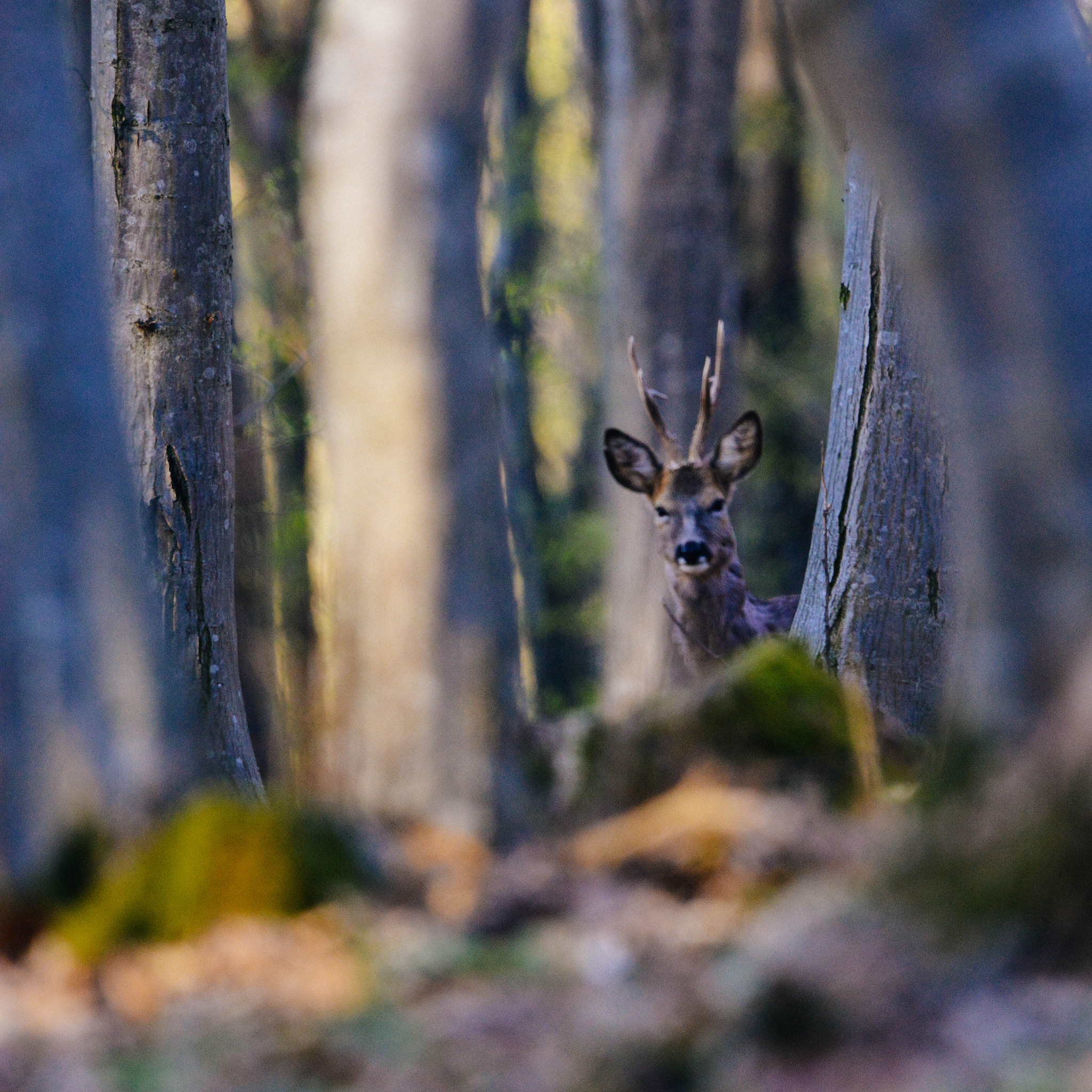 Nikon D7100 + Sigma 50mm F2.8 EX DG Macro sample photo. Eye contact photography