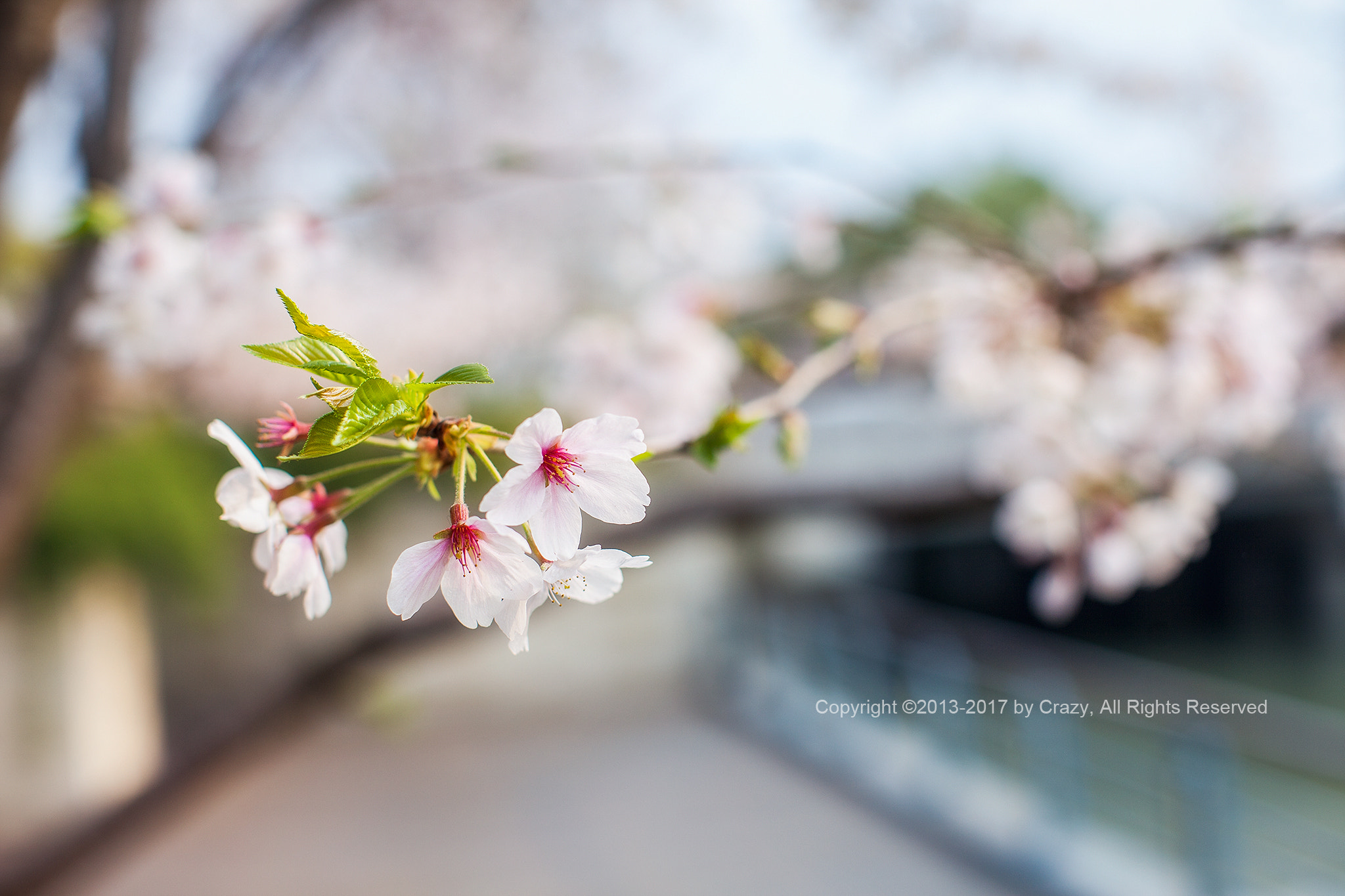 Canon EF 50mm F1.2L USM sample photo