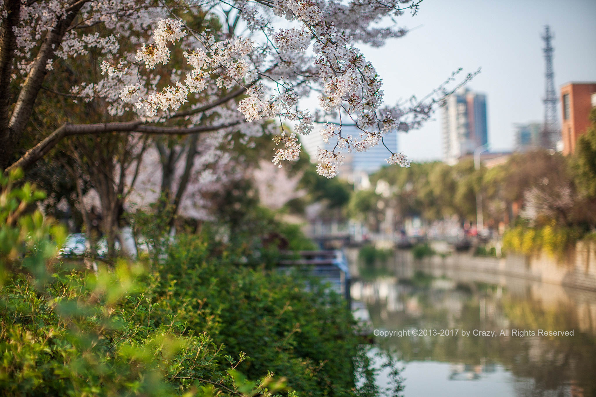 Canon EF 50mm F1.2L USM sample photo