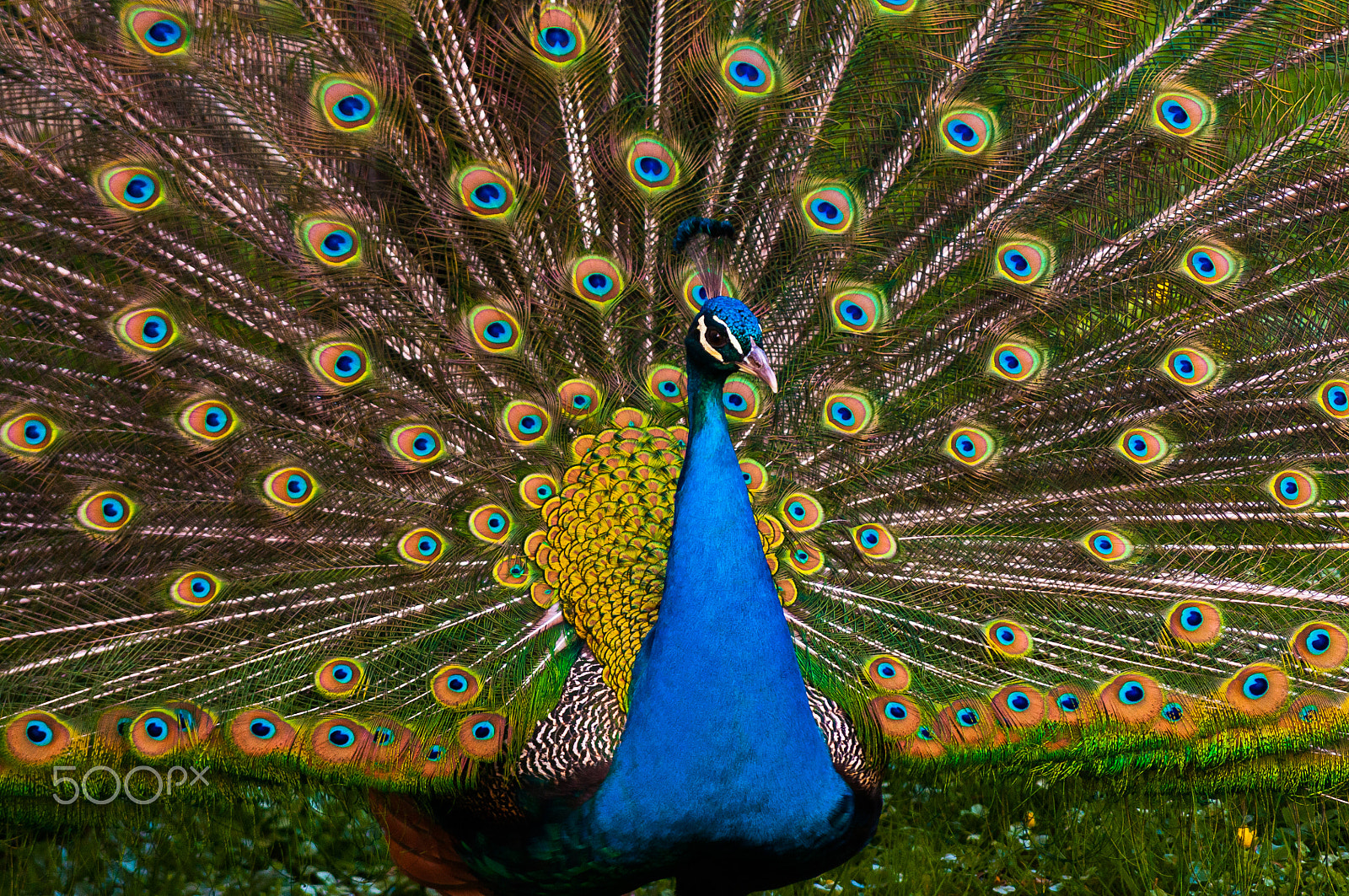 Nikon D300 + Nikon AF-S DX Nikkor 55-200mm F4-5.6G VR sample photo. Indian peacock photography