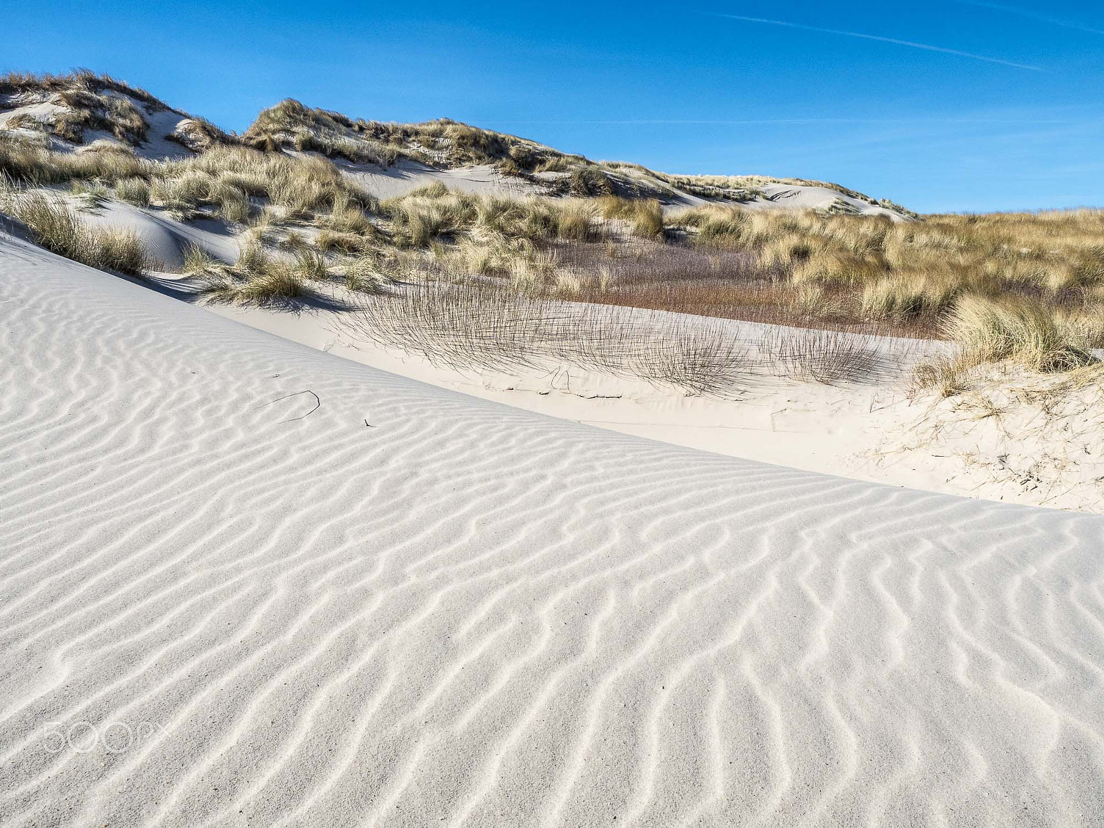 Olympus OM-D E-M5 II sample photo. Dutch dunes photography