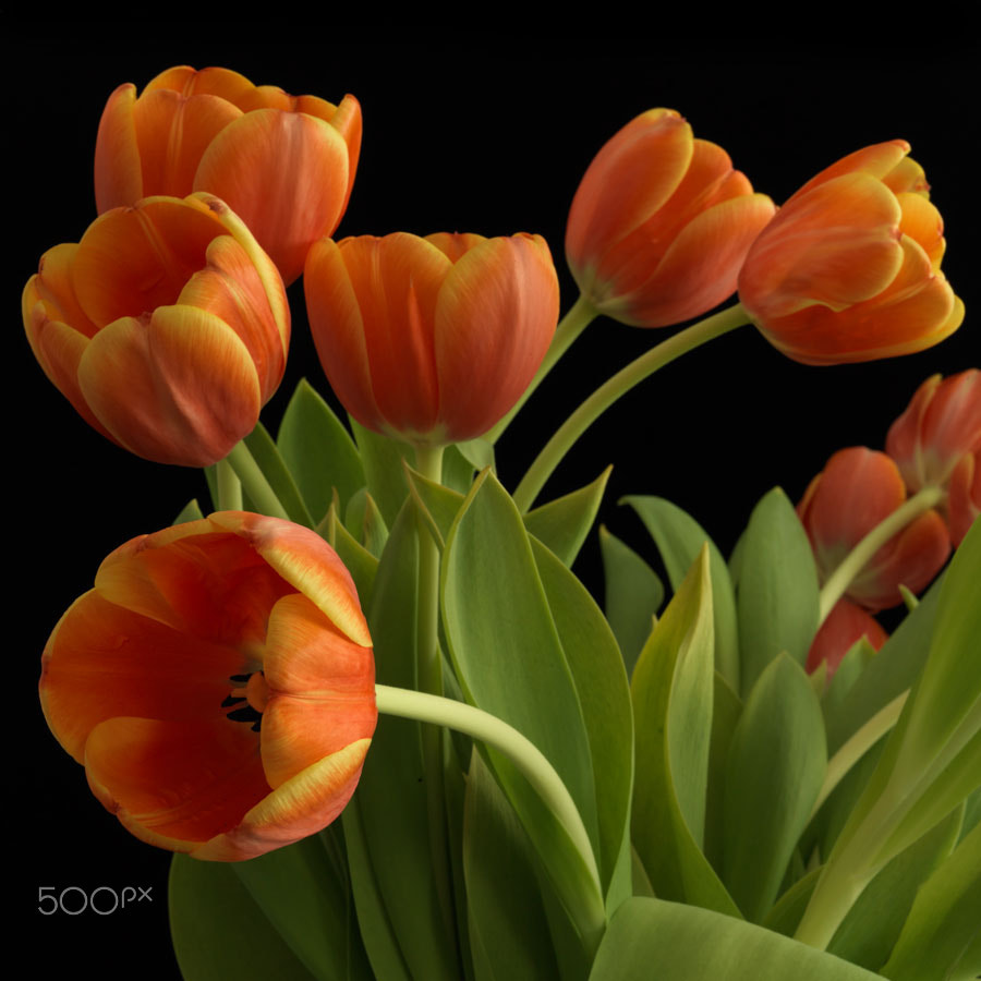 HC 80 sample photo. Studio tulip arrangement photography