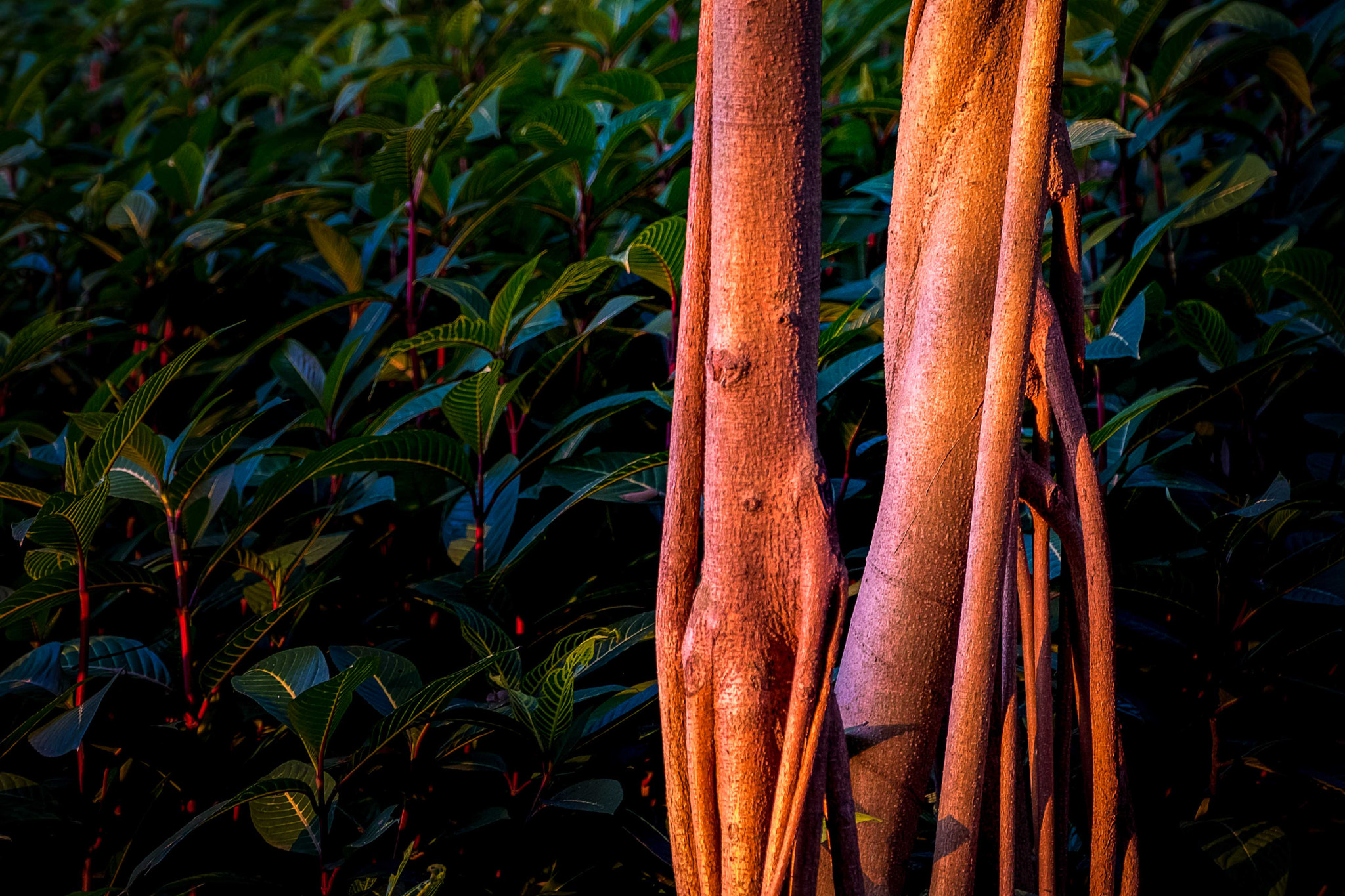 Fujifilm X-Pro2 + Fujifilm XF 16-55mm F2.8 R LM WR sample photo. 树干 photography