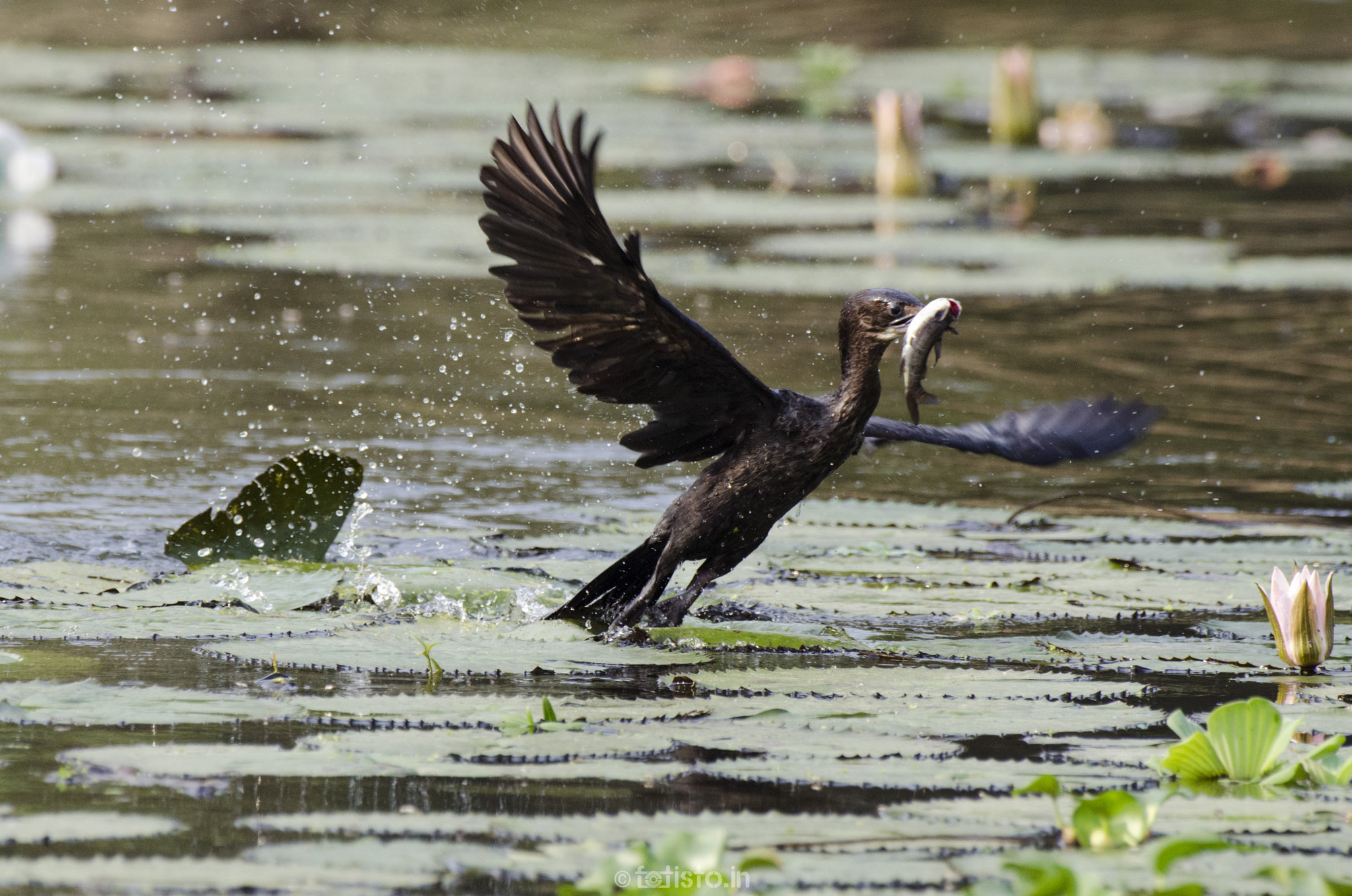 Nikon AF-S Nikkor 200-500mm F5.6E ED VR sample photo. Catch and fly! photography