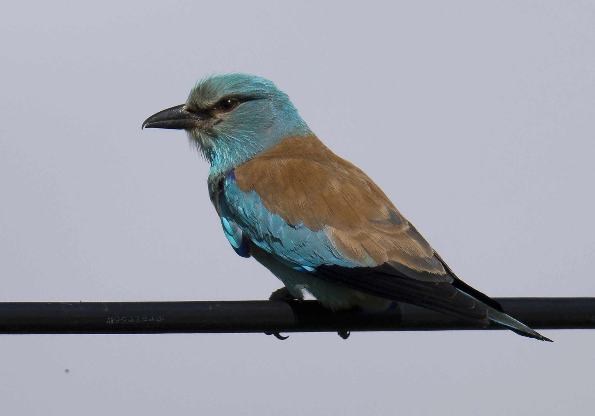 Canon EF 400mm F2.8L IS II USM sample photo. European roller photography