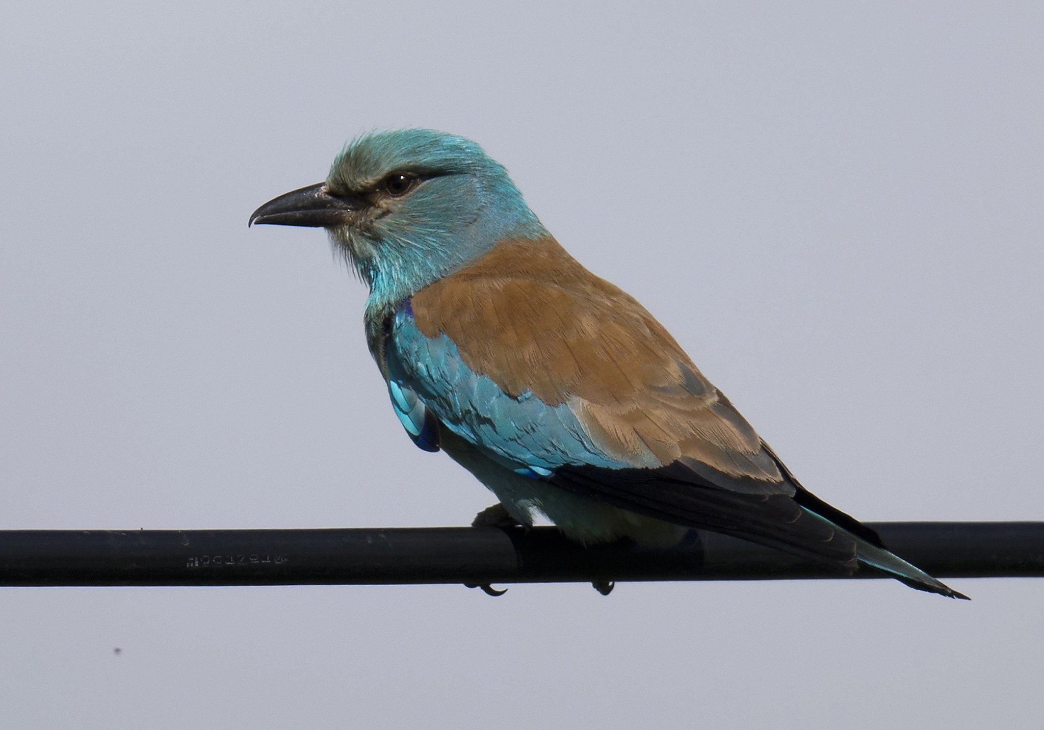 Canon EOS-1D X + Canon EF 400mm F2.8L IS II USM sample photo. European roller photography