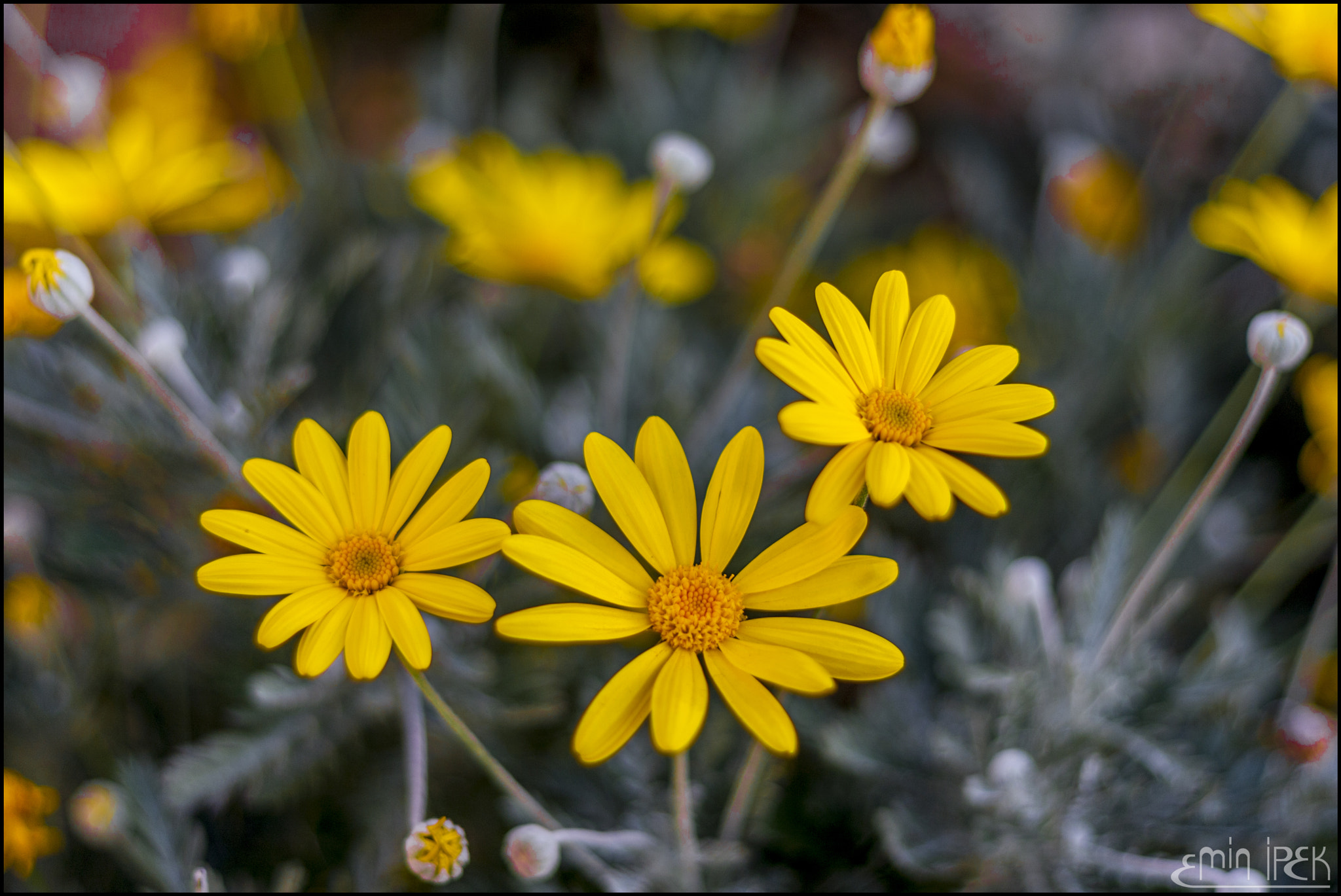 Canon EOS 40D + Canon EF 50mm F1.8 STM sample photo. Daisy photography