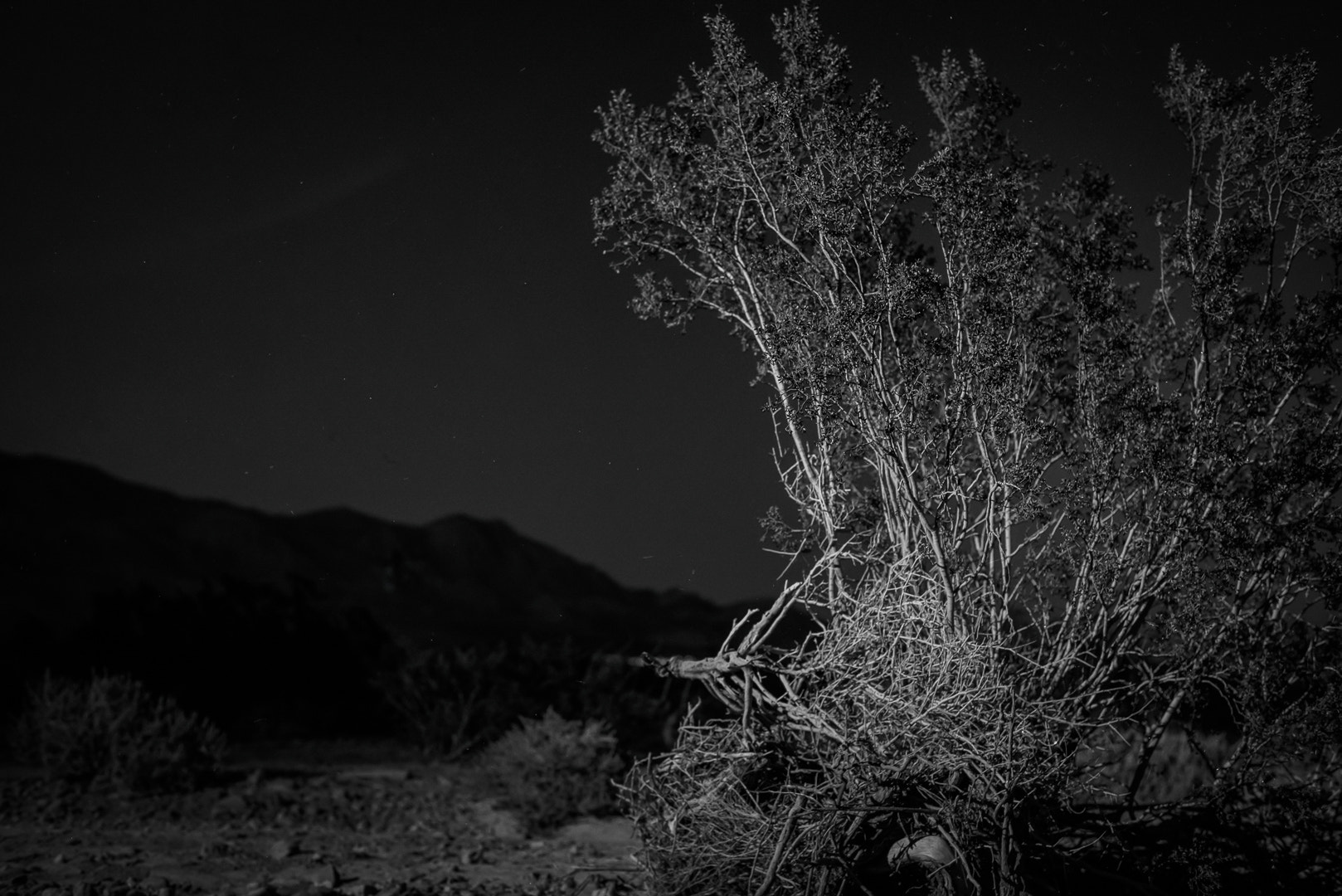 Nikon D610 + Nikon AF-S Nikkor 50mm F1.8G sample photo. Fossil bed photography