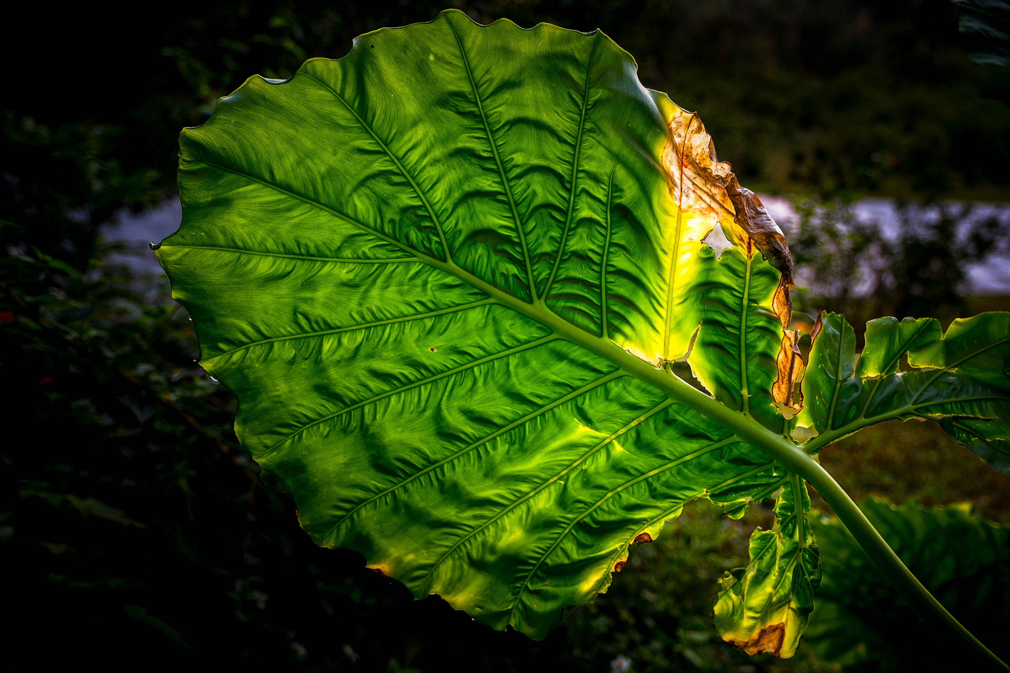 Fujifilm XF 16-55mm F2.8 R LM WR sample photo. 叶子 photography