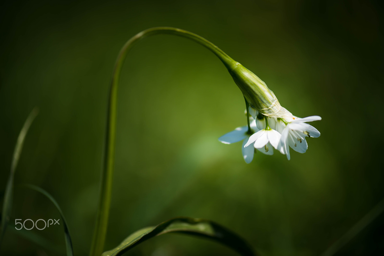 Nikon AF-S Micro-Nikkor 105mm F2.8G IF-ED VR sample photo. The focus macro shot.... photography