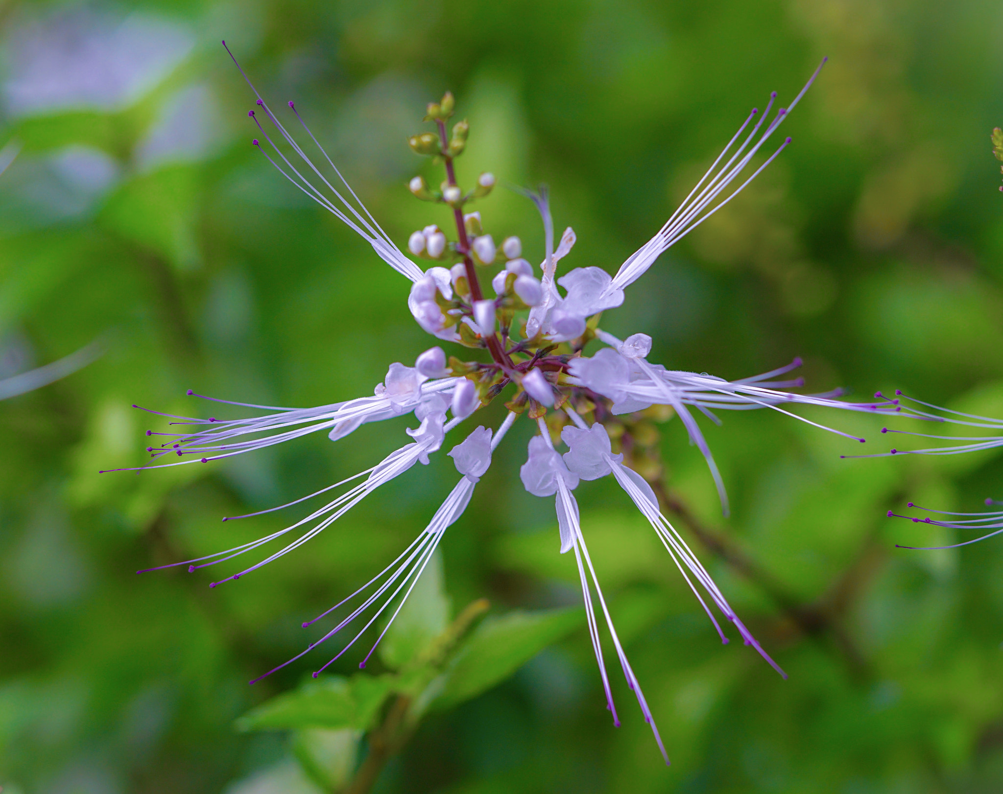 Sony a7R II + Sony FE 90mm F2.8 Macro G OSS sample photo. Spring photography