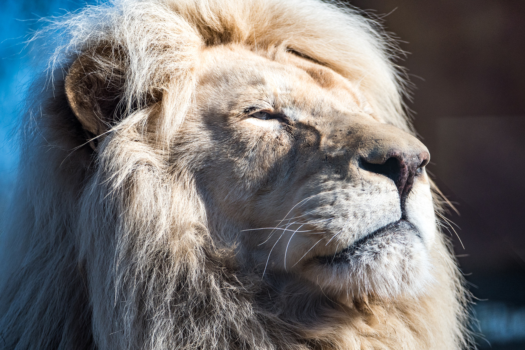 Nikon D500 sample photo. The look of a king photography