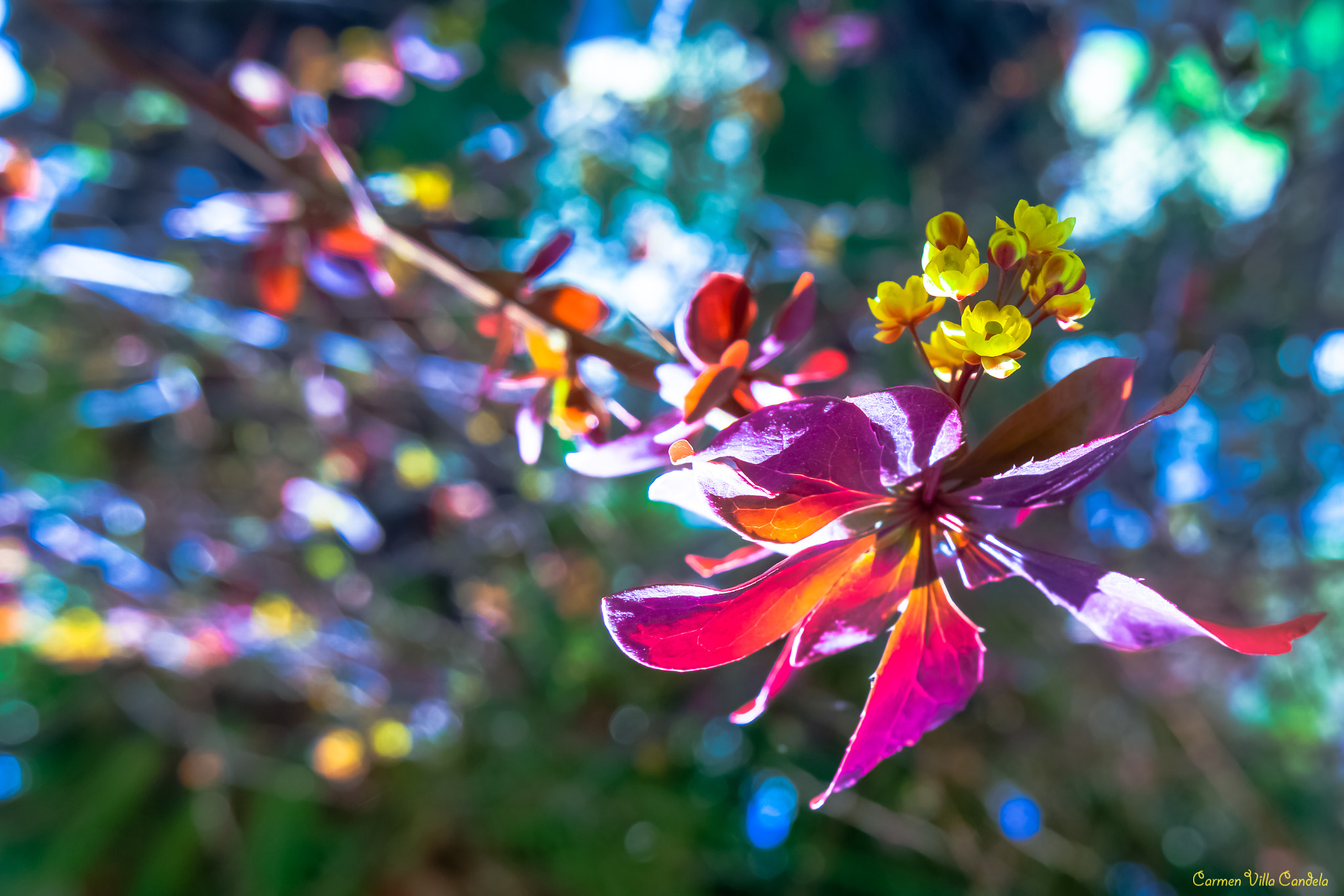 Samsung NX 16-50mm F3.5-5.6 Power Zoom ED OIS sample photo. Colours of the wind photography