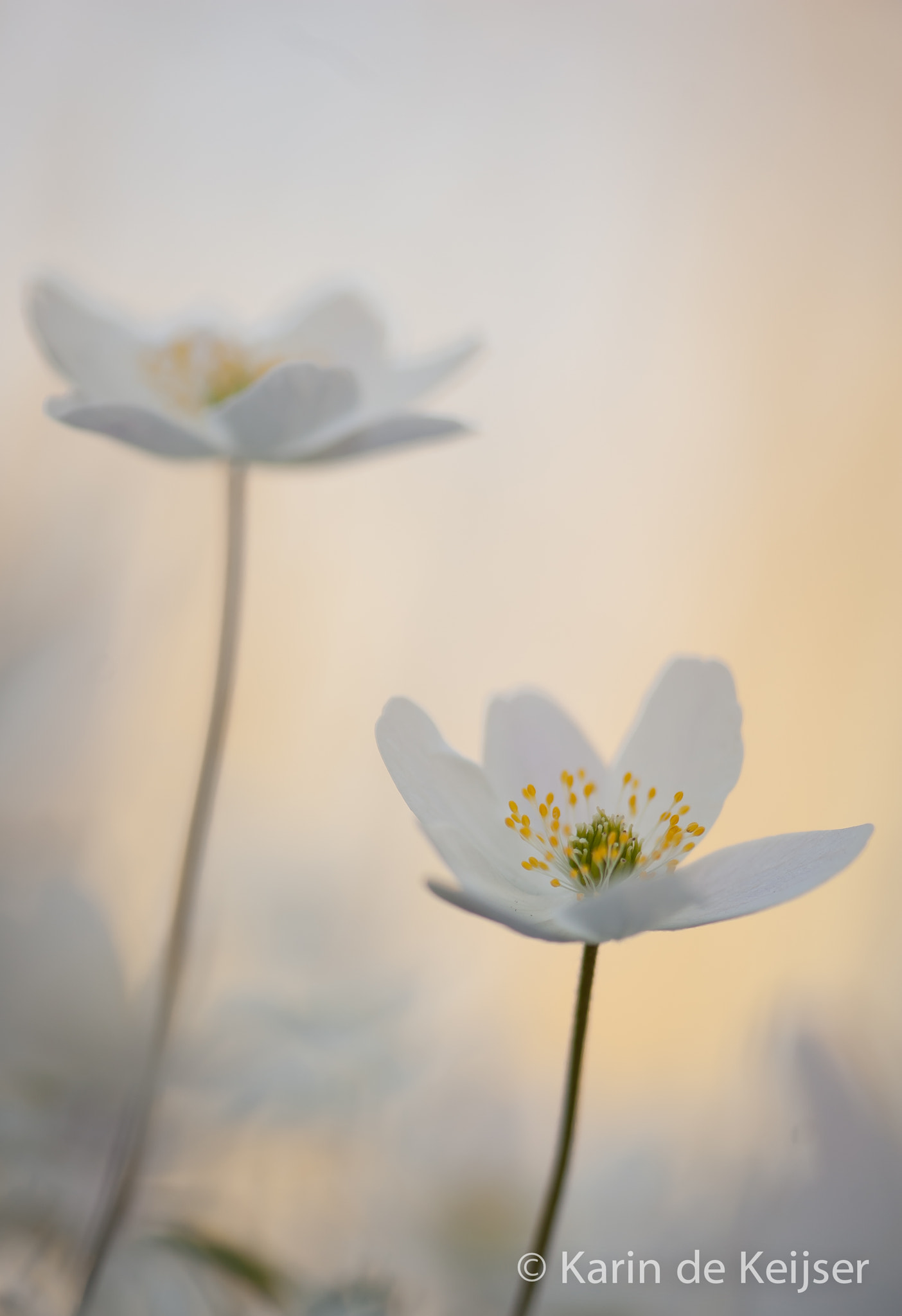 Nikon AF-S Micro-Nikkor 105mm F2.8G IF-ED VR sample photo. Duplicate... photography