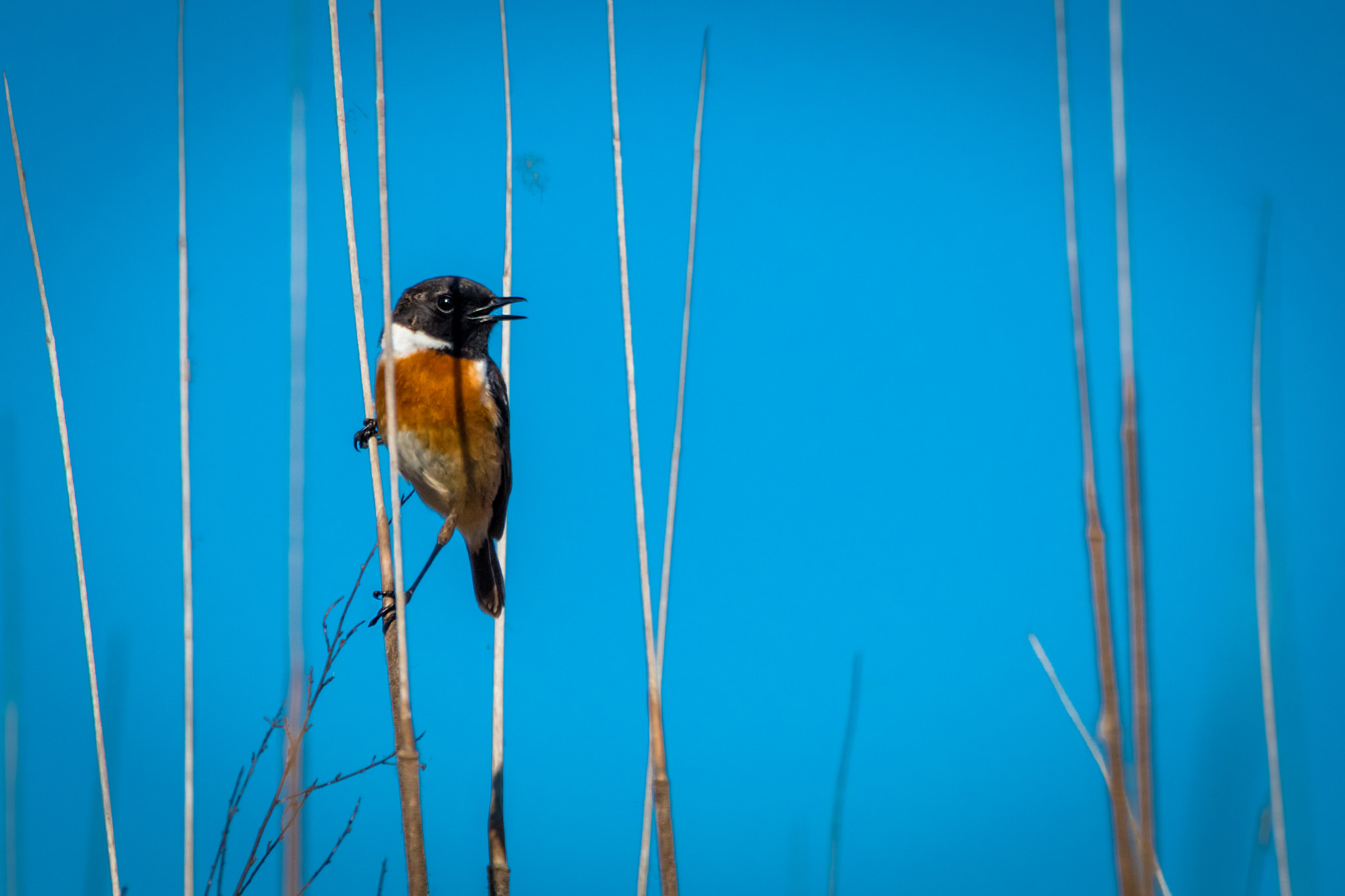 Canon EOS 70D sample photo. Saxicola rubicola photography