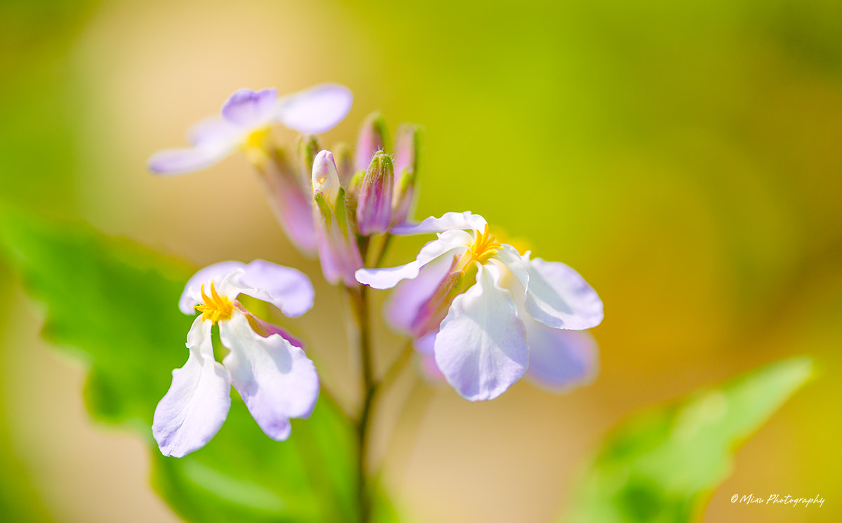 Nikon AF-S Micro-Nikkor 105mm F2.8G IF-ED VR sample photo. 可能是二月兰 photography