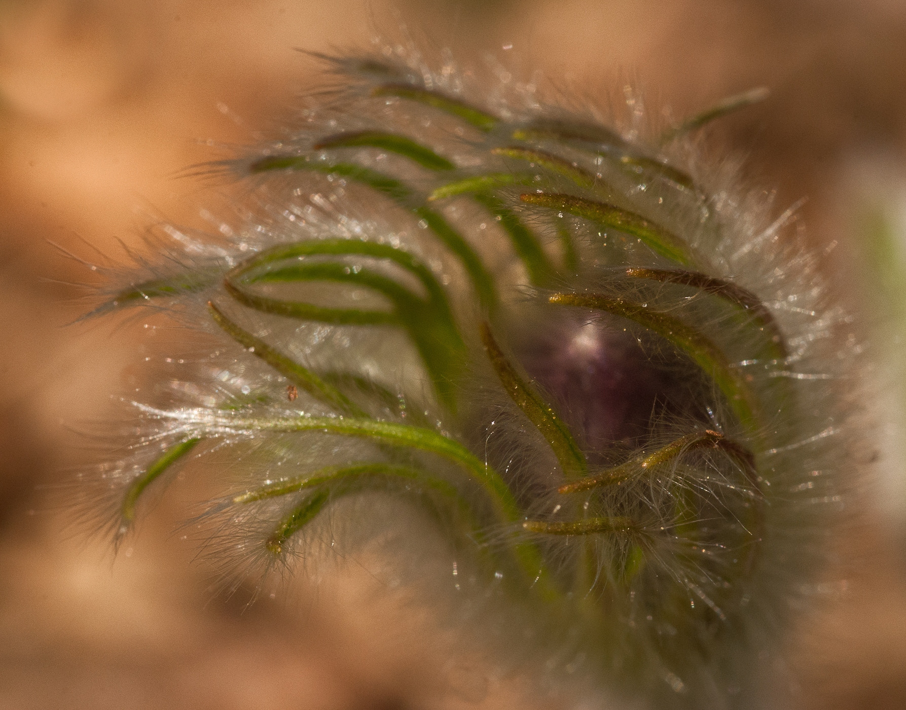 Nikon AF-S Micro-Nikkor 105mm F2.8G IF-ED VR sample photo. Hříběklec photography