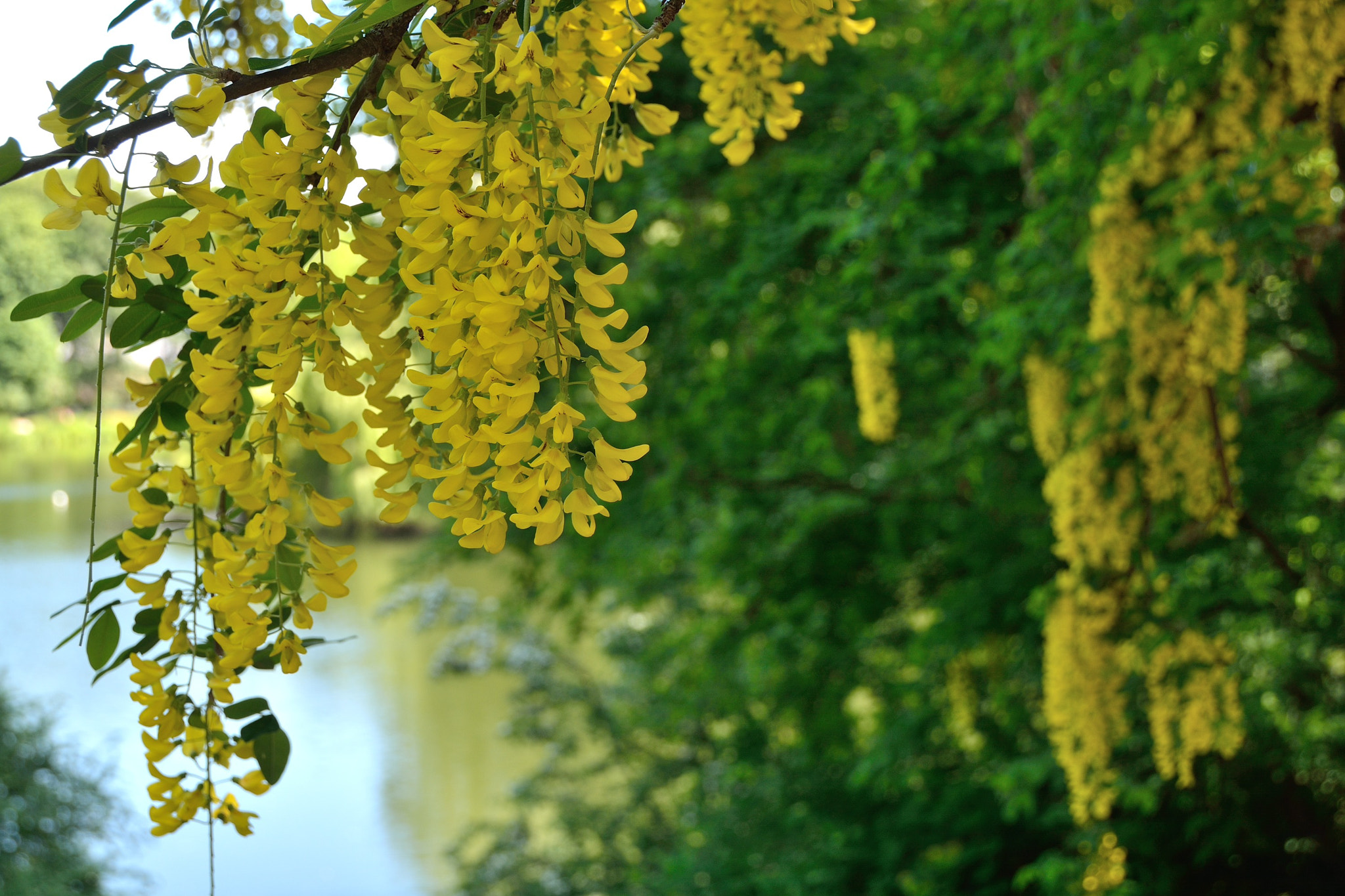 Nikon D7100 sample photo. Spring in copenhagen photography