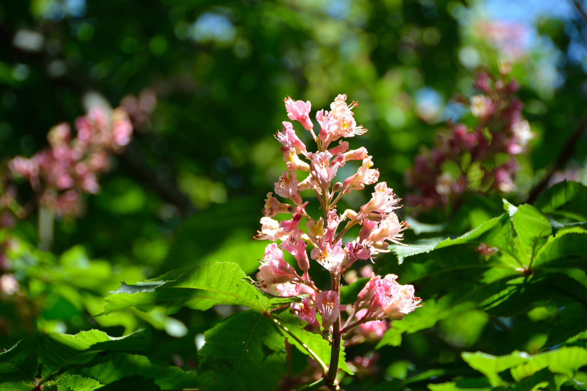 Nikon D7100 sample photo. Spring in copenhagen photography