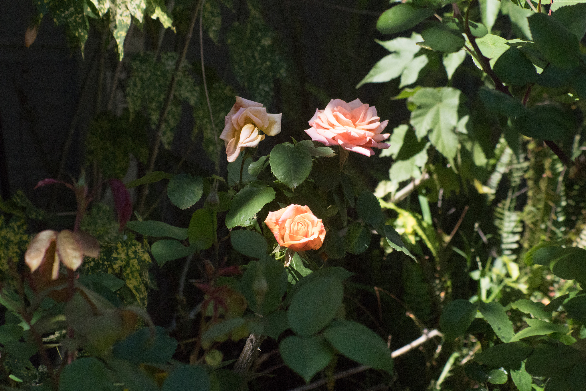smc PENTAX-FA 100-300mm F4.5-5.6 sample photo. Highlight photography