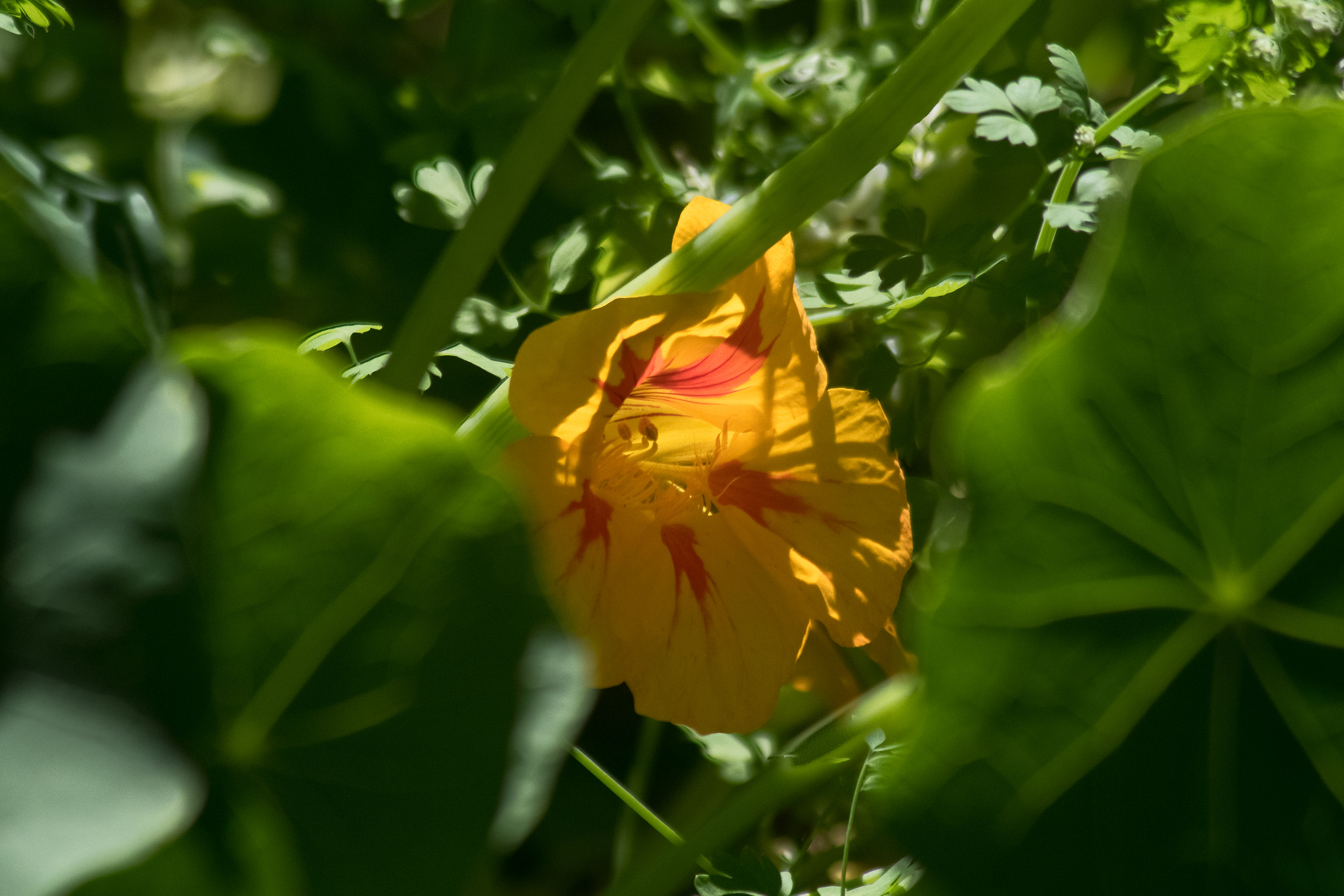 smc PENTAX-FA 100-300mm F4.5-5.6 sample photo. Yellow photography