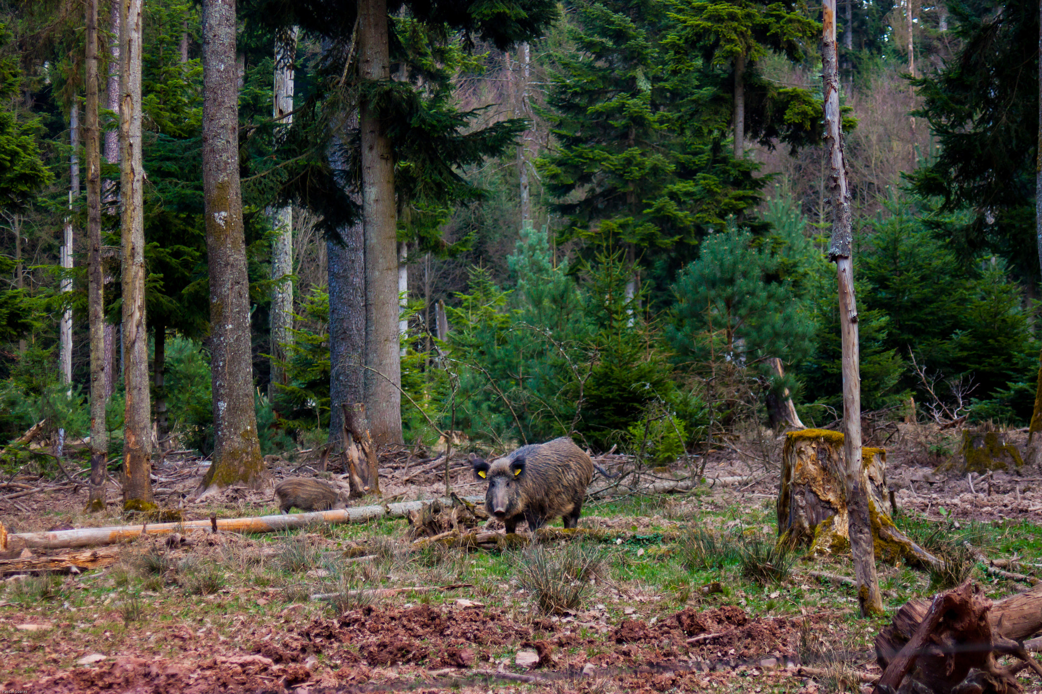 Canon EF 35-80mm f/4-5.6 sample photo. Wild boar photography