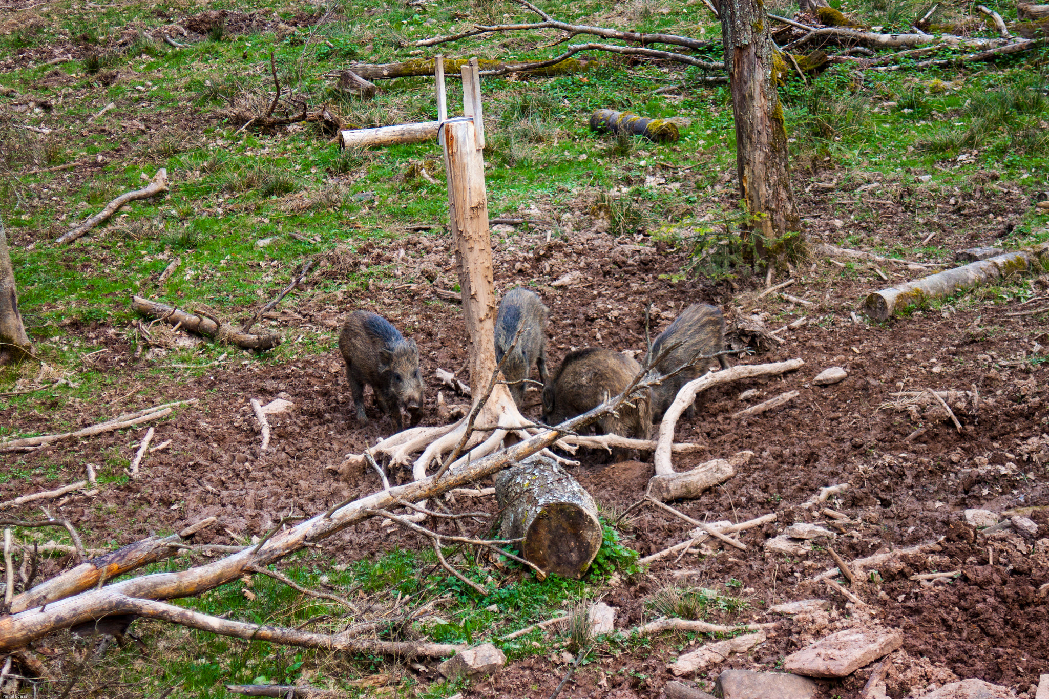 Canon EF 35-80mm f/4-5.6 sample photo. Boar piglets 2 photography